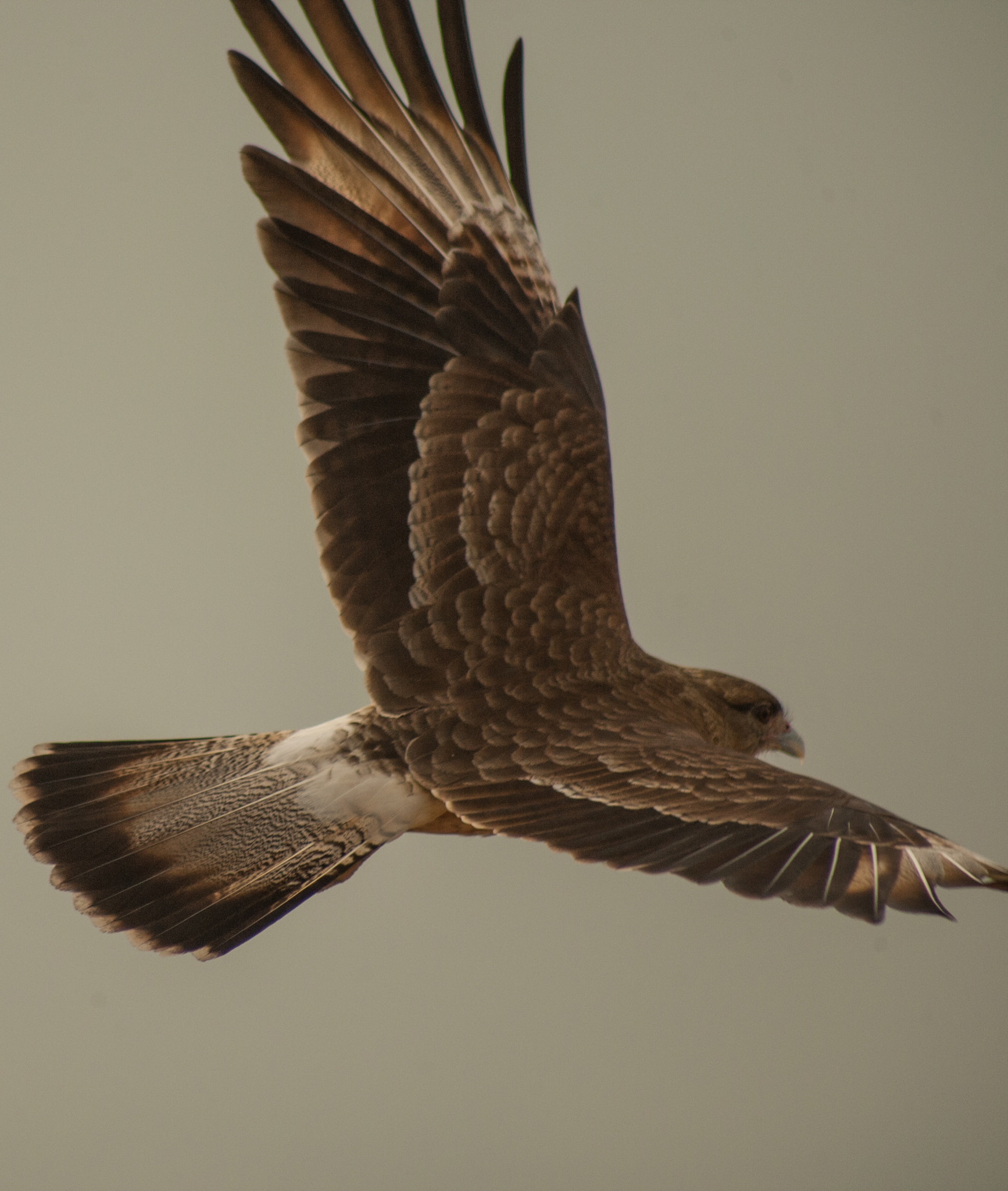 Canon EOS-1D Mark III sample photo. Tiuque photography