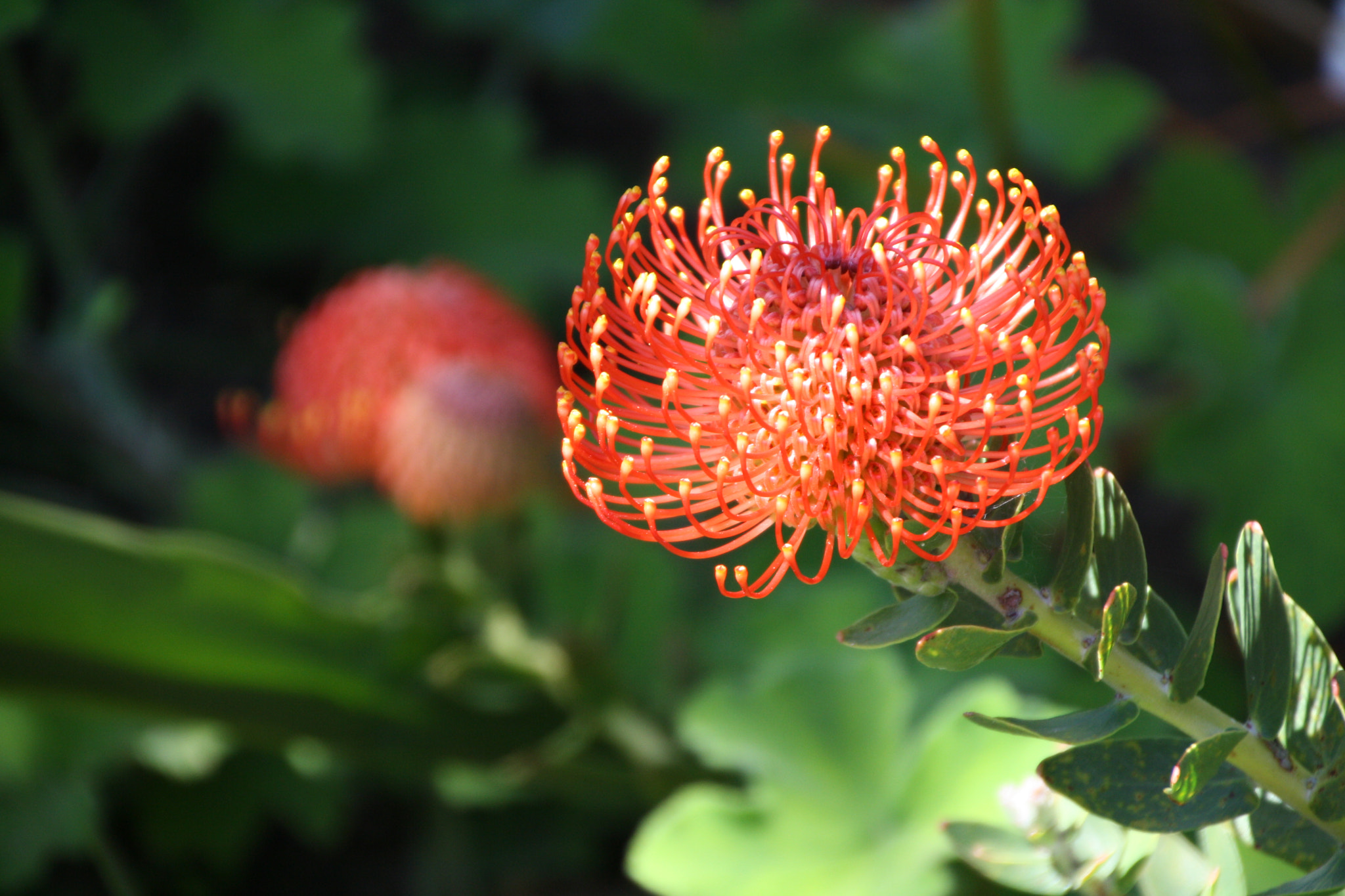 Canon EOS 1000D (EOS Digital Rebel XS / EOS Kiss F) sample photo. Another planet in the garden photography