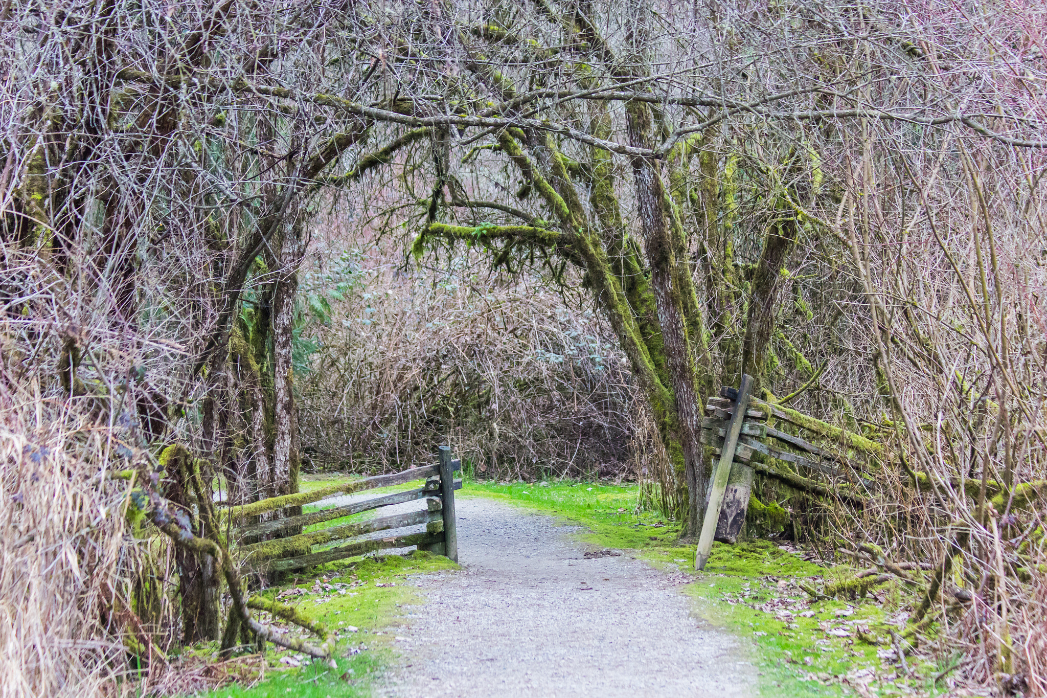 Canon EF 70-300mm F4-5.6 IS USM sample photo. The old gate photography