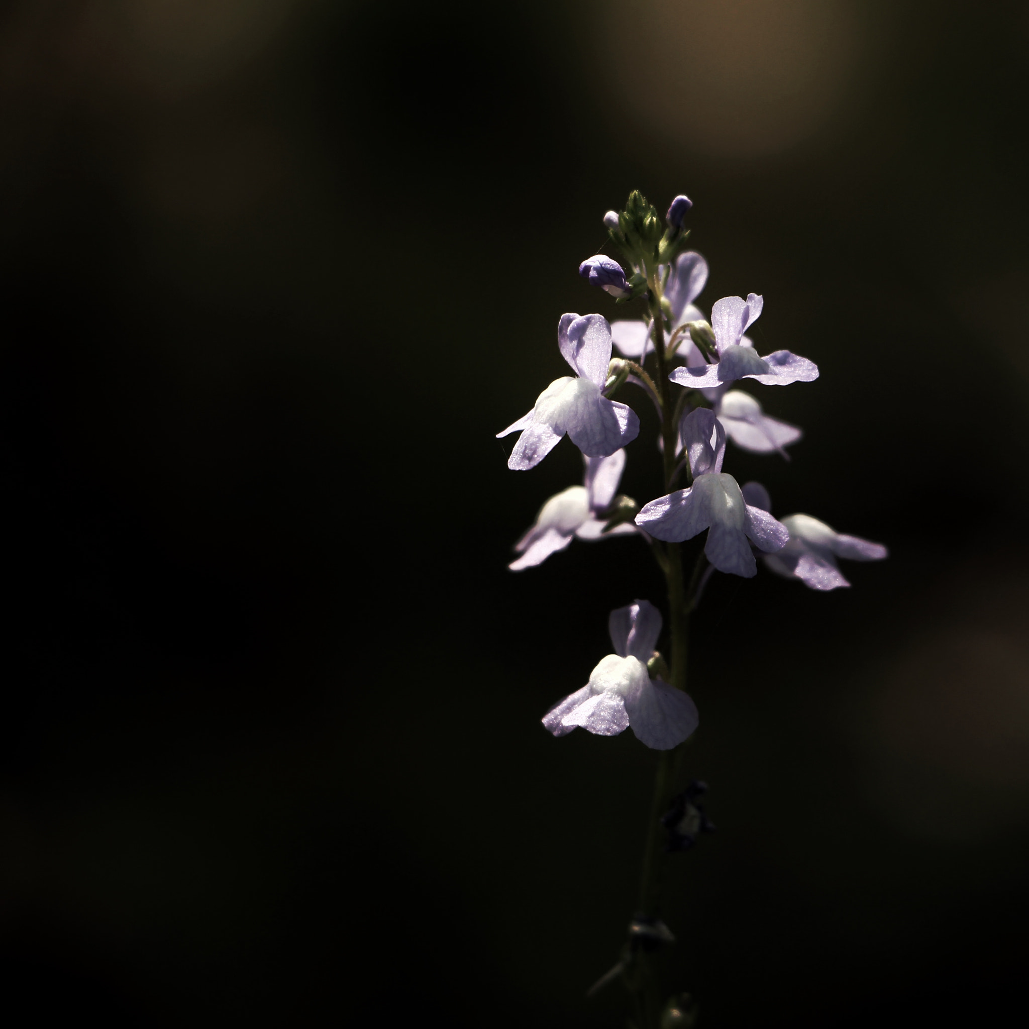 Canon EOS 700D (EOS Rebel T5i / EOS Kiss X7i) sample photo