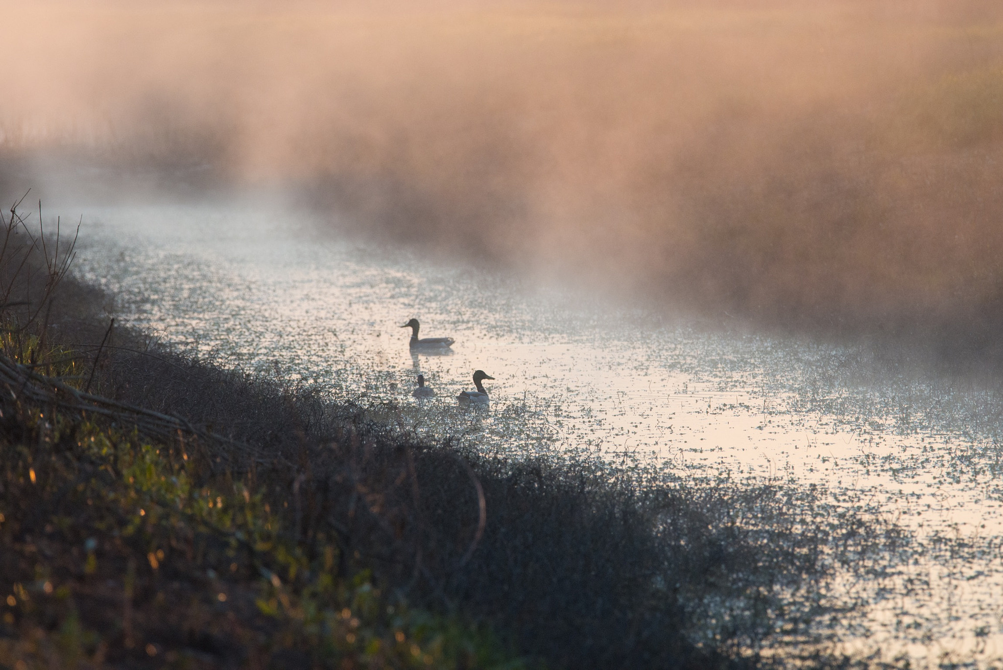 Nikon D800E sample photo. Foggy morning = nice shot photography