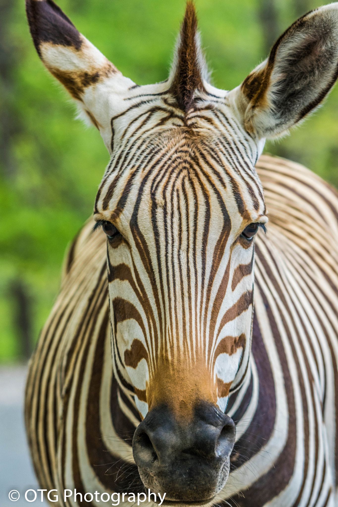 Nikon AF-S Nikkor 200-500mm F5.6E ED VR sample photo. Zebra photography