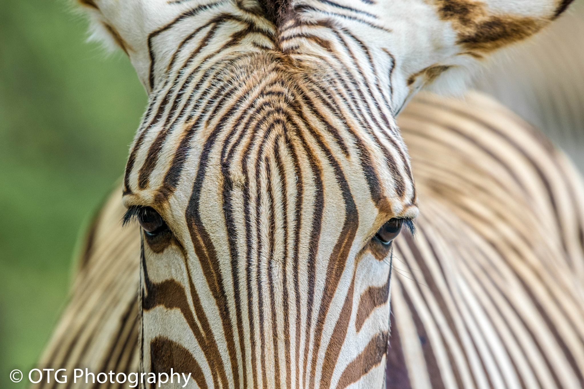Nikon AF-S Nikkor 200-500mm F5.6E ED VR sample photo. Zebra eyes photography