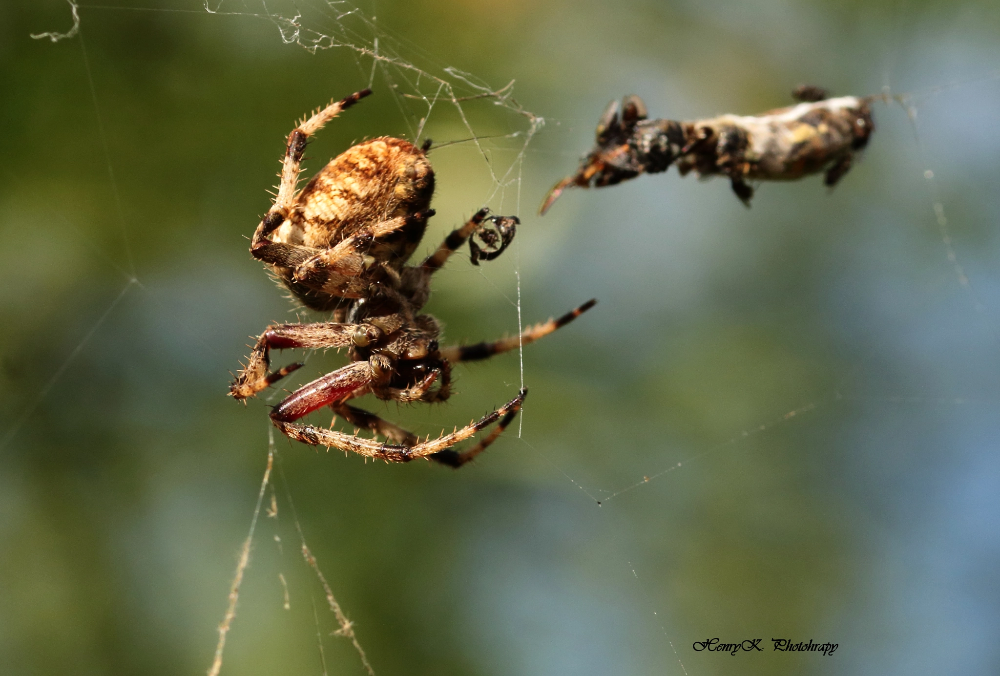 Canon 105mm sample photo. Fat spider photography