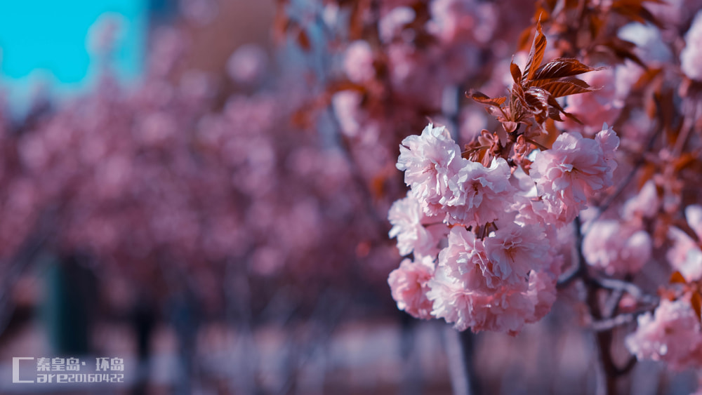 Nikon D5100 + Sigma 50mm F1.4 EX DG HSM sample photo. Dsc_0240-1-1.jpg photography