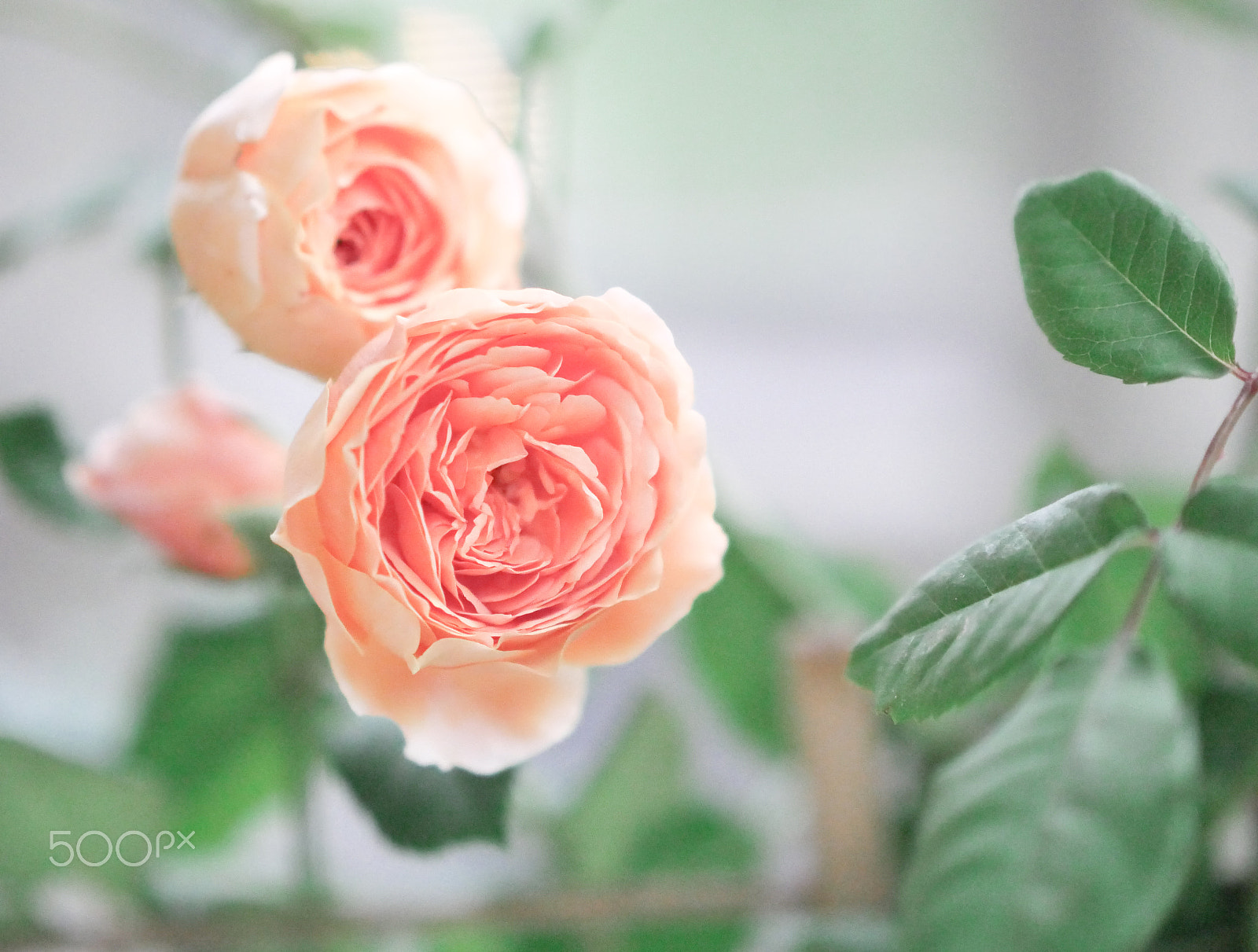 Panasonic Leica DG Nocticron 42.5mm F1.2 ASPH OIS sample photo. Crown princess margareta by david austin photography
