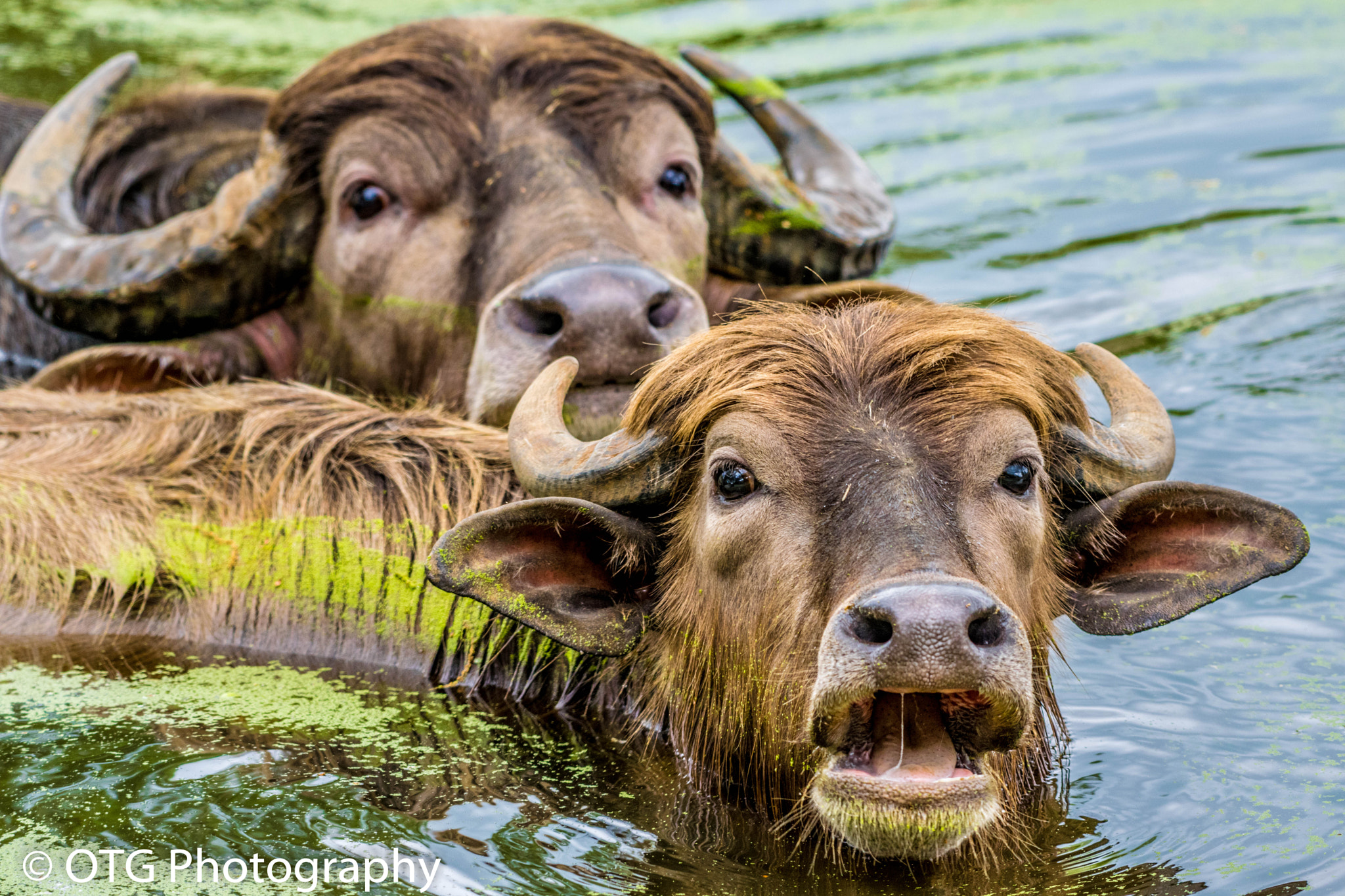 Nikon AF-S Nikkor 200-500mm F5.6E ED VR sample photo. Cooling off photography