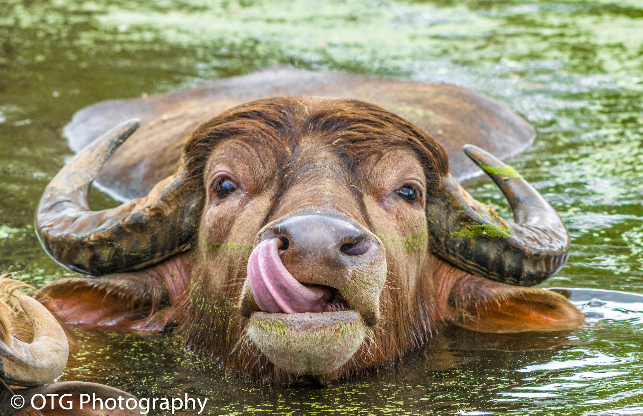 Nikon AF-S Nikkor 200-500mm F5.6E ED VR sample photo. Water buffalo photography