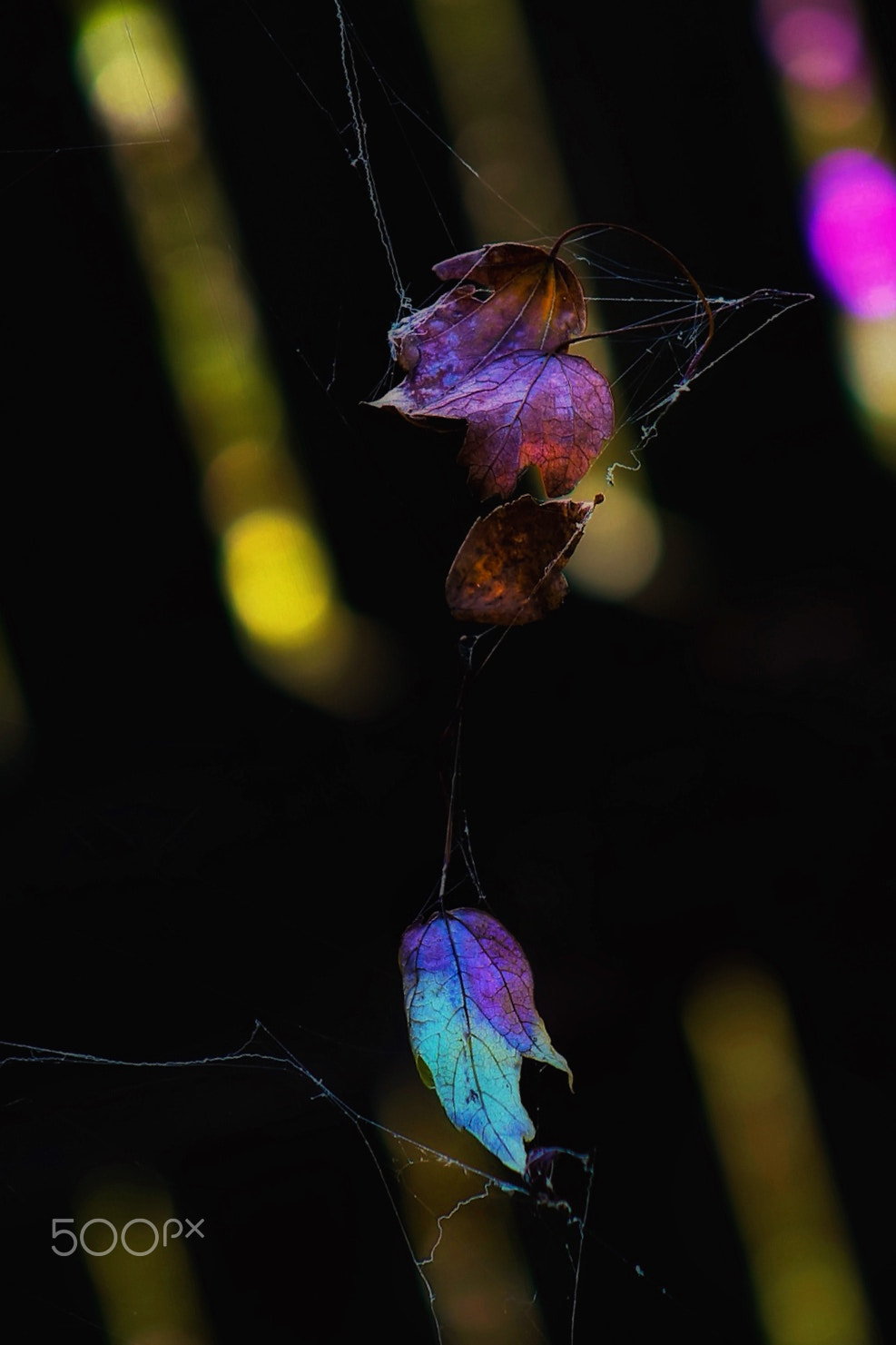 Canon EF75-300mm f/4-5.6 sample photo. Leaves and spiderweb photography