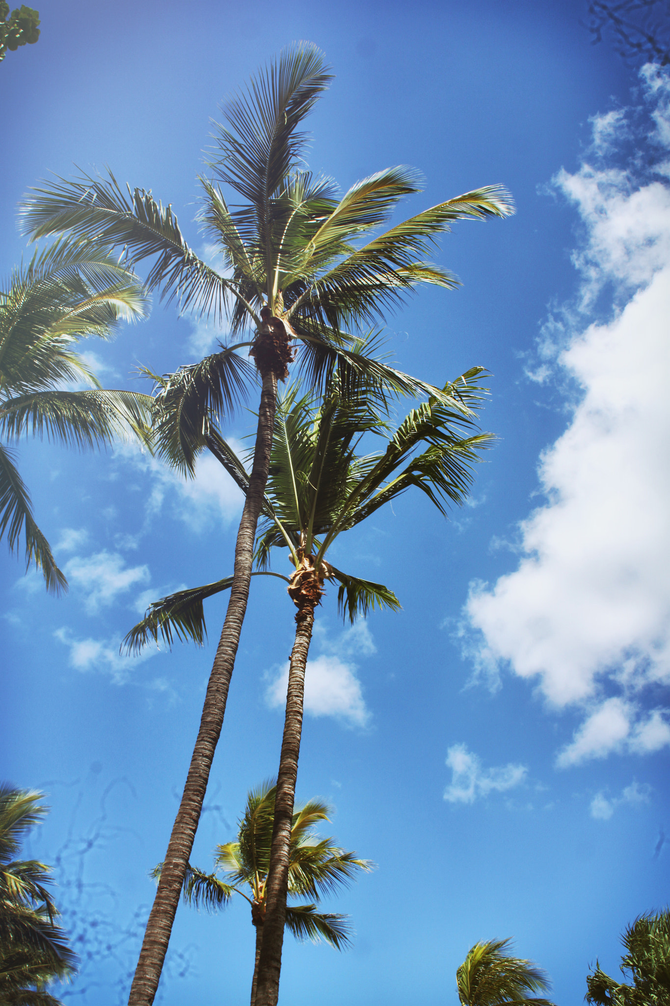 Canon EF-S 18-55mm F3.5-5.6 IS sample photo. Coconuts trees swaying on a tropical sunny day at the strand (townsville, queensland, australia) photography