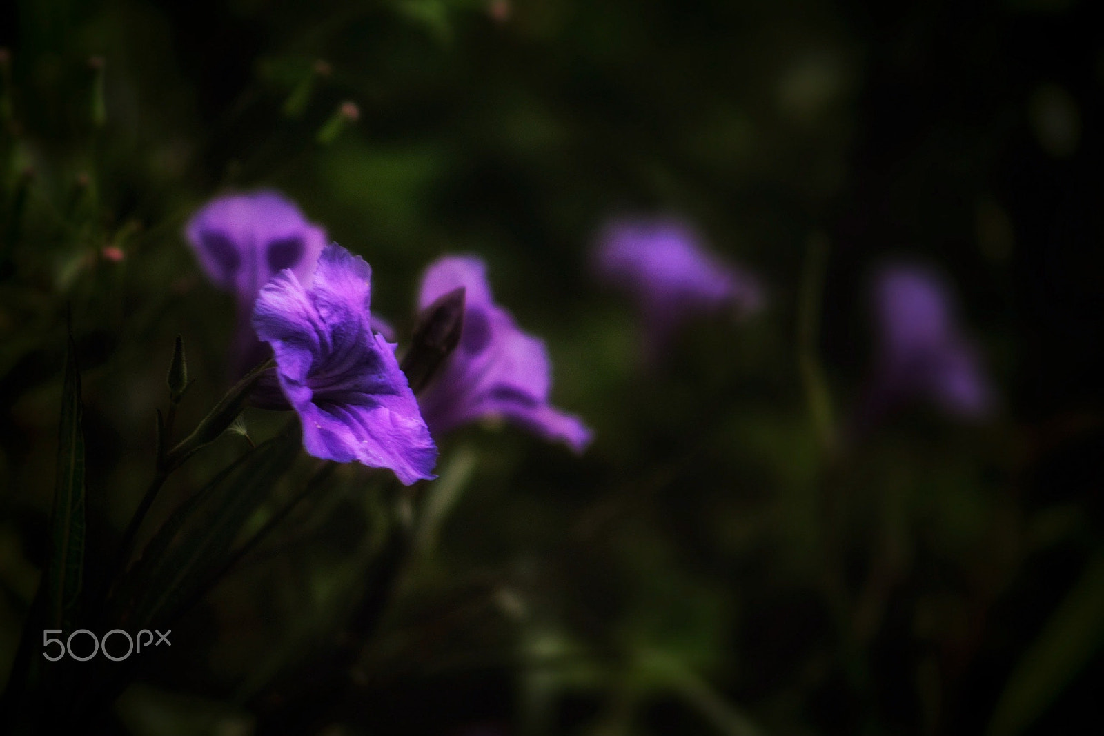 Canon EF75-300mm f/4-5.6 sample photo. Purple garden photography
