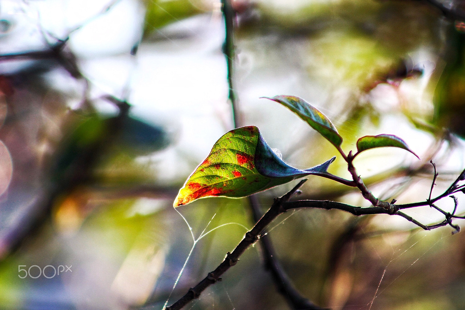 Canon EF75-300mm f/4-5.6 sample photo. Leaf photography