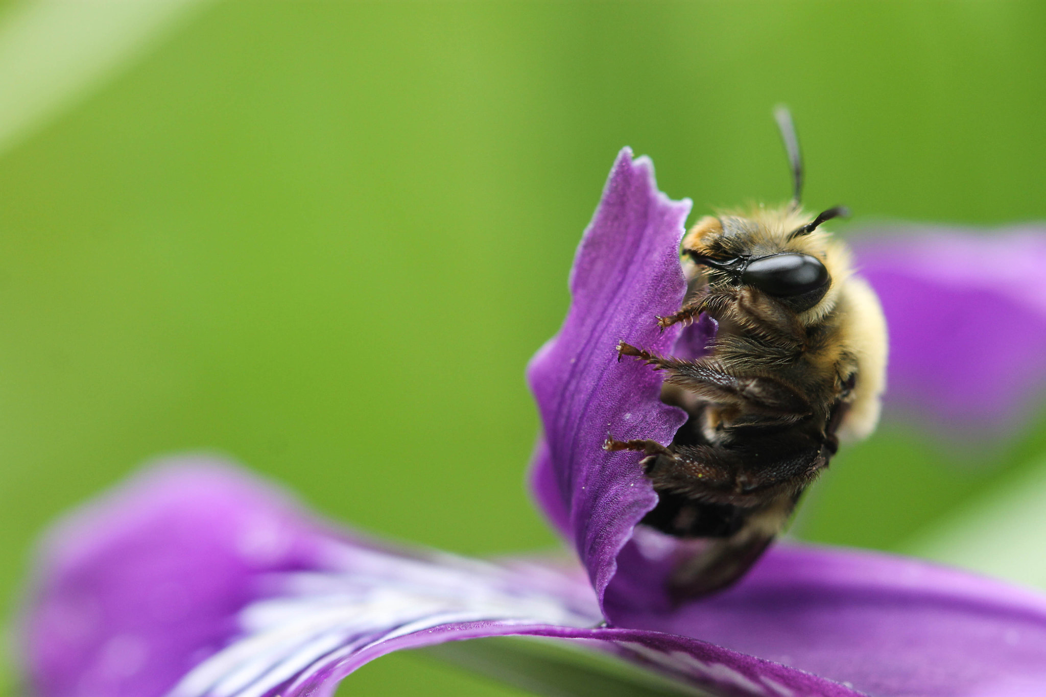 Canon EF 100mm F2.8 Macro USM sample photo. A rest photography