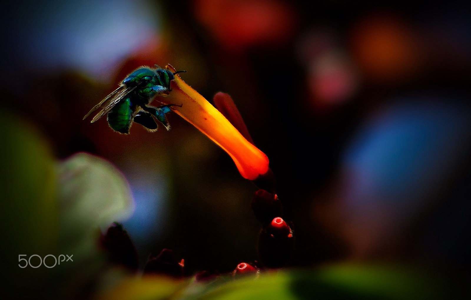 Canon EF75-300mm f/4-5.6 sample photo. Orchid bee photography