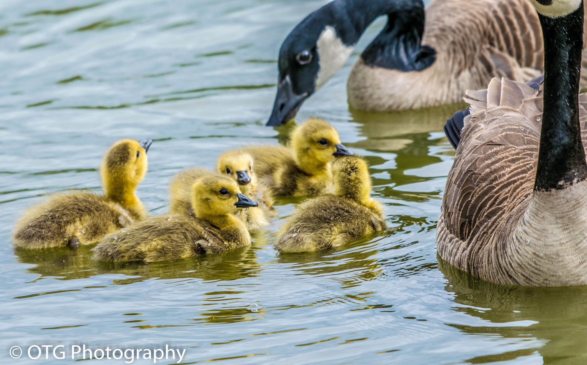 Nikon D3300 + Nikon AF-S Nikkor 200-500mm F5.6E ED VR sample photo. First goslings of the year photography