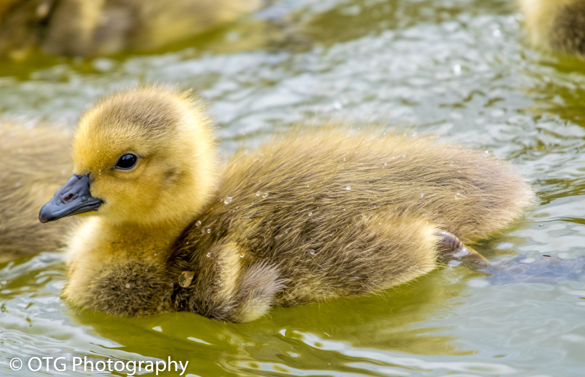 Nikon AF-S Nikkor 200-500mm F5.6E ED VR sample photo. Gosling photography
