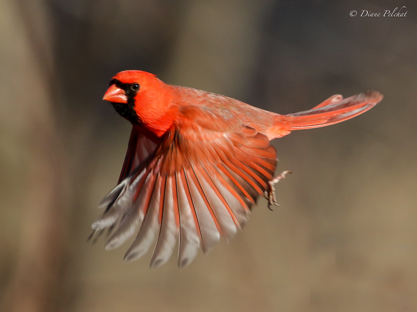 Canon EF 300mm F2.8L IS II USM sample photo. Northern cardinal male photography