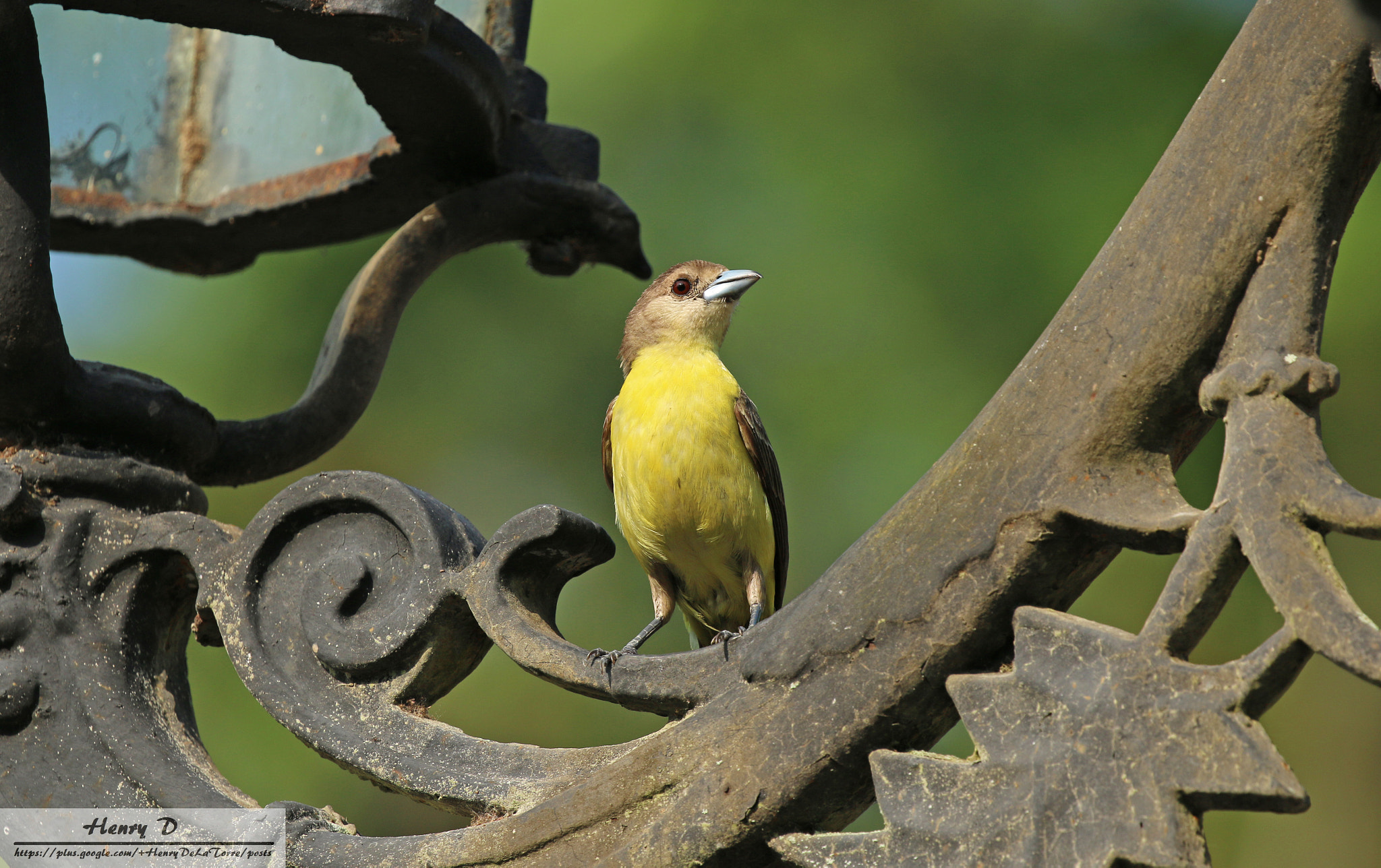 Canon EF 100-400mm F4.5-5.6L IS II USM sample photo. Tanagers photography