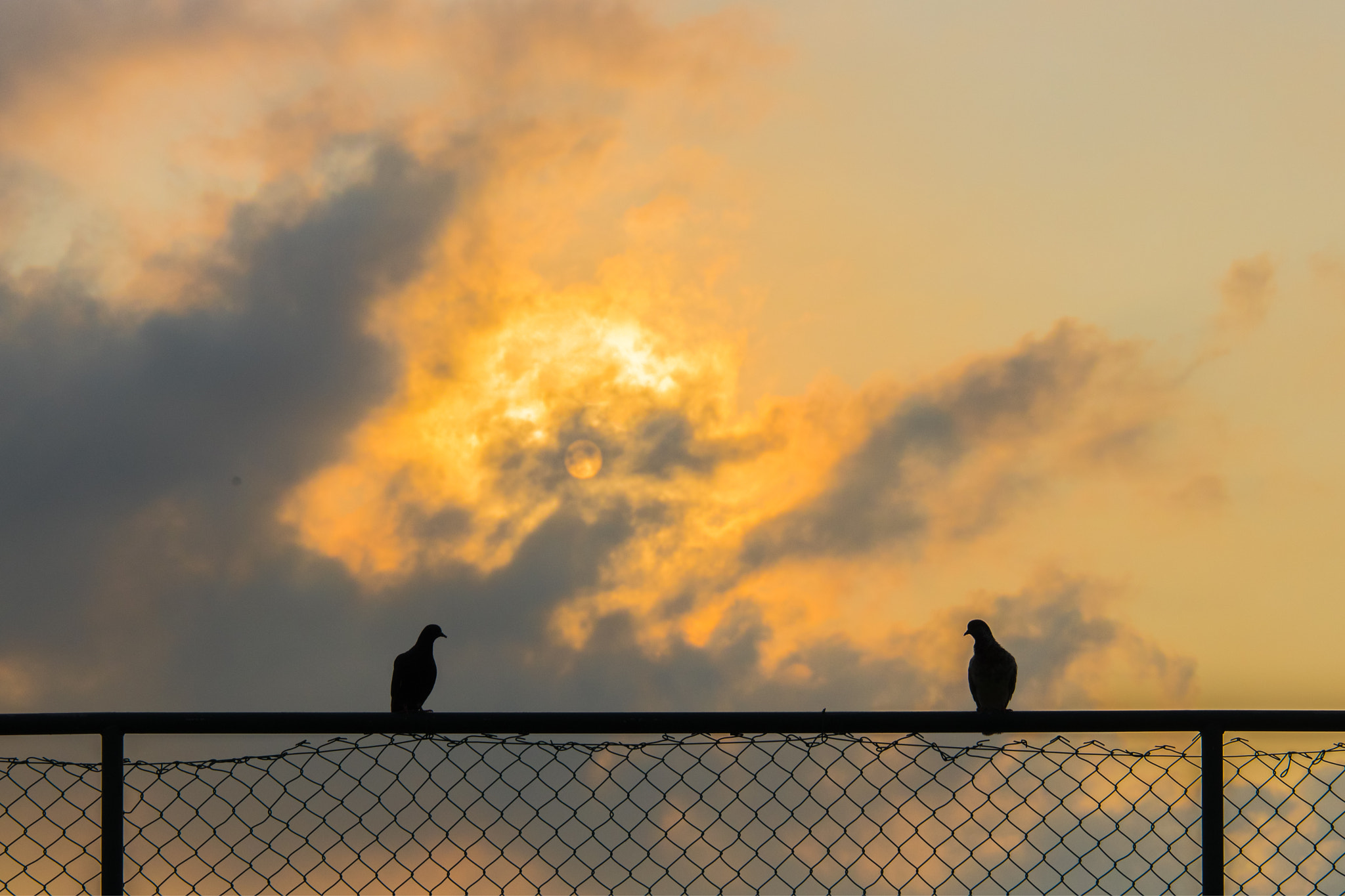 Canon EF 24-105mm F3.5-5.6 IS STM sample photo. Silhouette of two pigeons on fence in sunrise photography