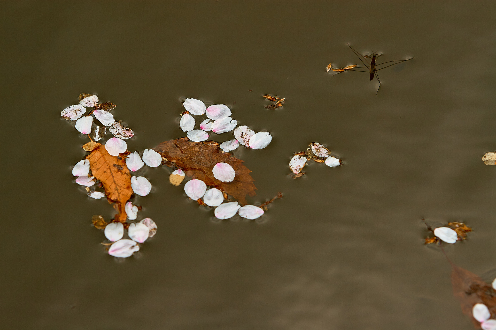 Canon EOS 30D sample photo. Transience photography