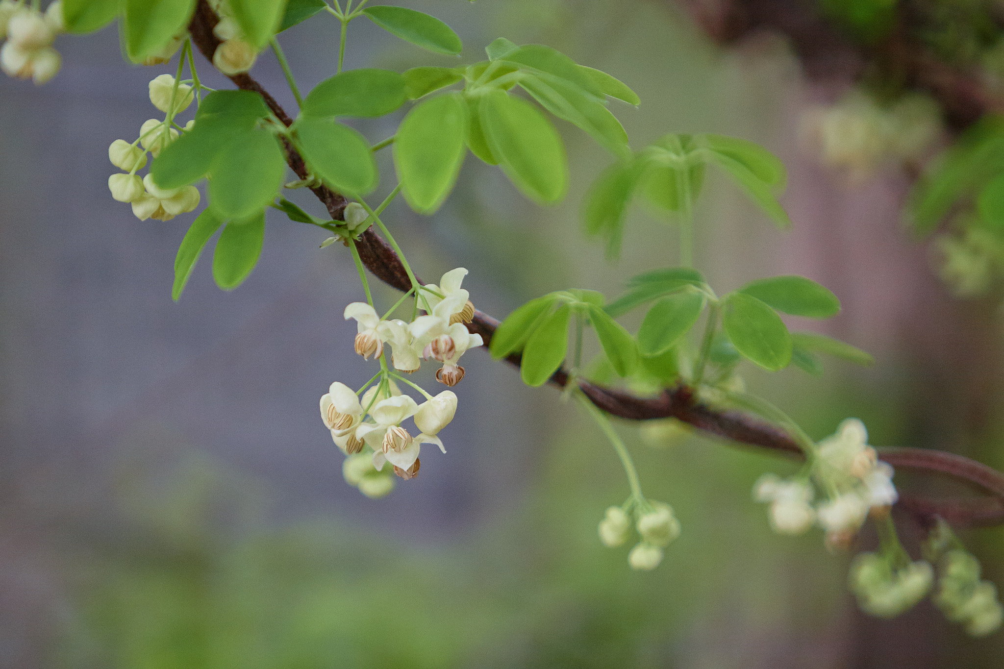 Canon EOS 30D sample photo. Akebi photography