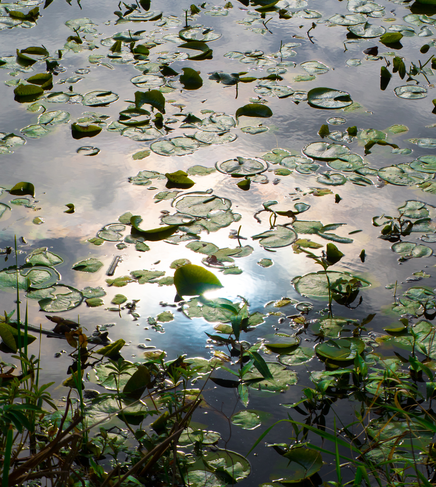 Panasonic Lumix G X Vario 35-100mm F2.8 OIS sample photo. Lily pads photography