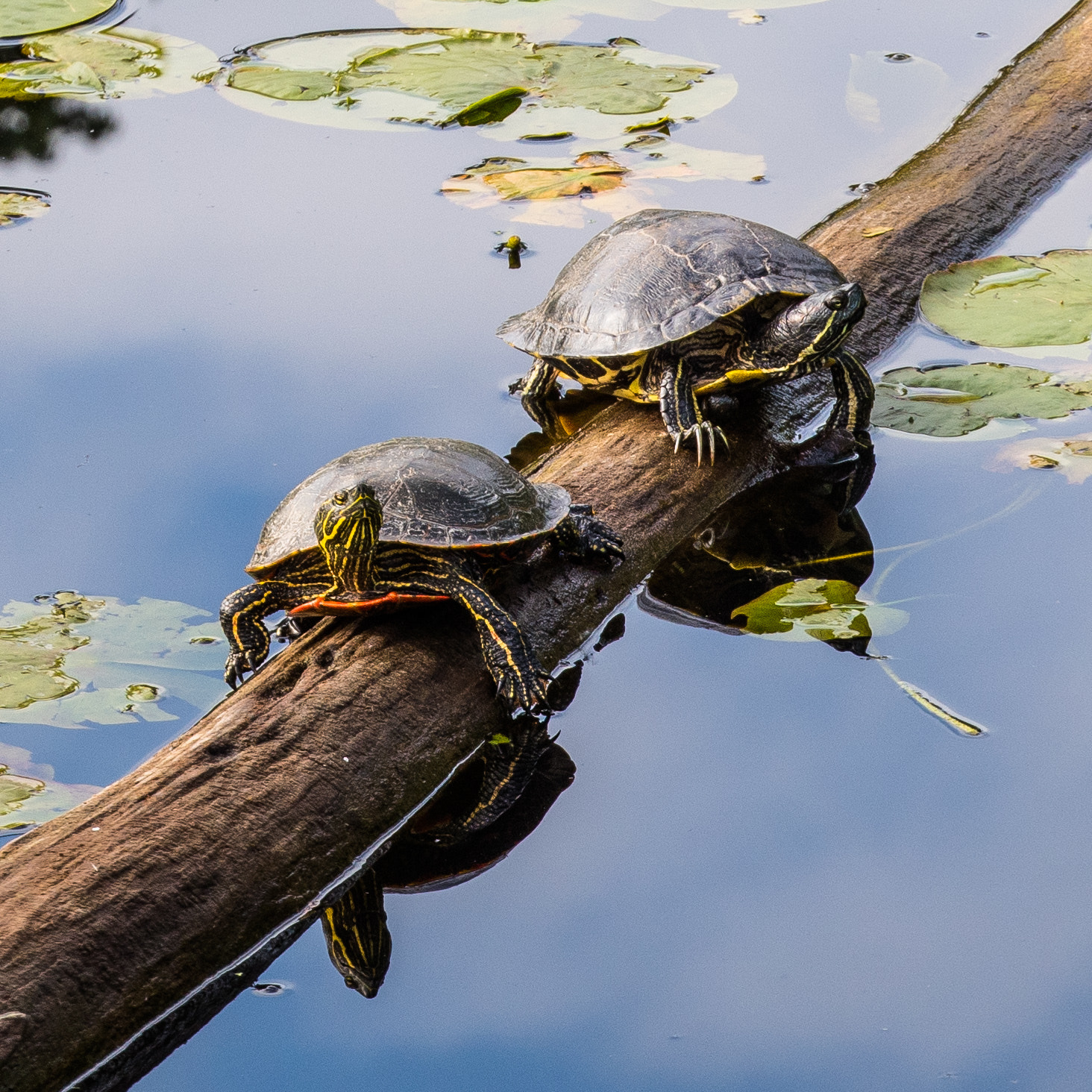 Panasonic Lumix G X Vario 35-100mm F2.8 OIS sample photo. Turtles photography