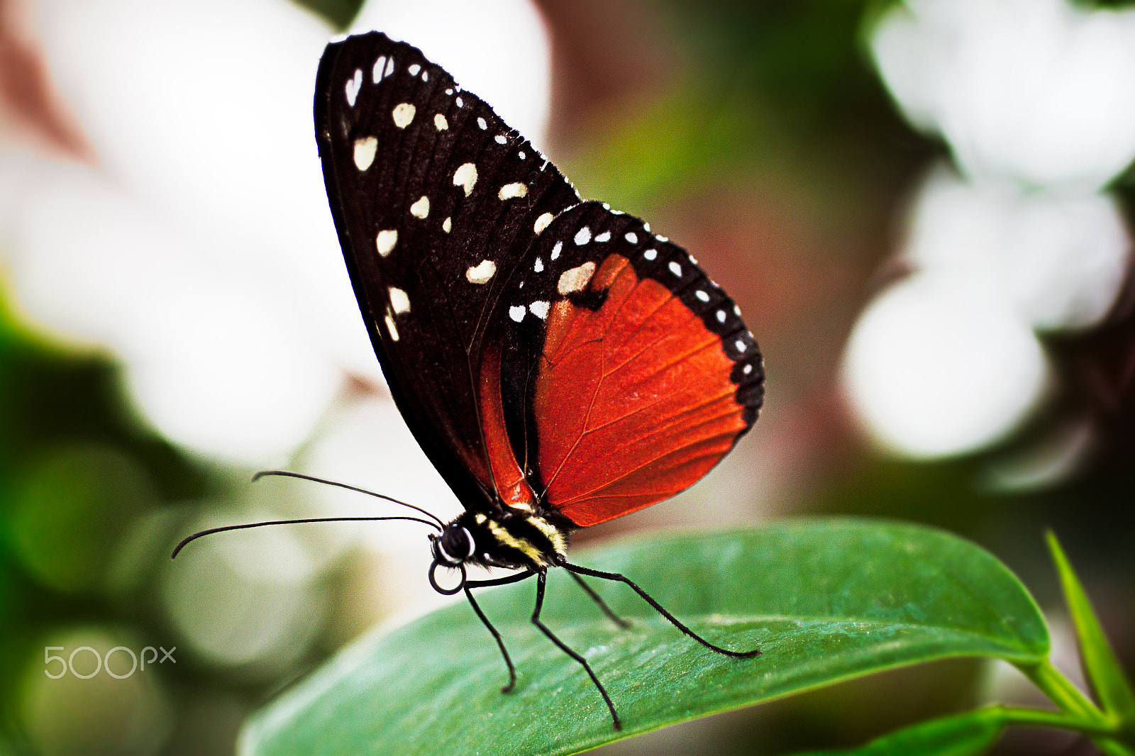 Canon EOS 500D (EOS Rebel T1i / EOS Kiss X3) + Canon EF 50mm F2.5 Macro sample photo. Red-black butterfly photography