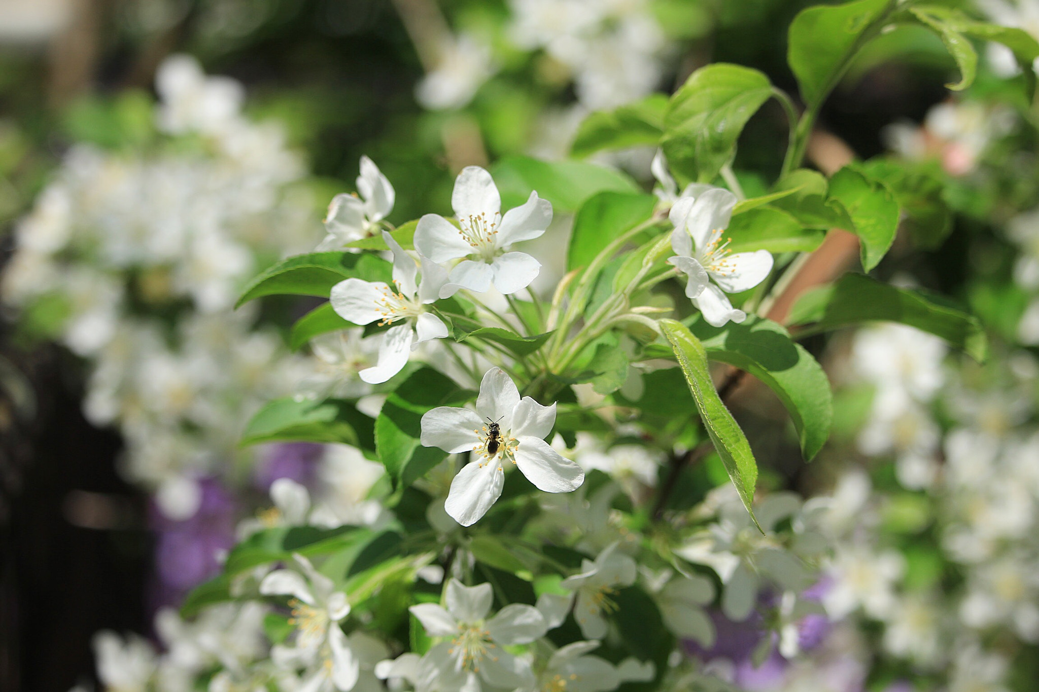 Canon EOS M sample photo. Apple blossom photography