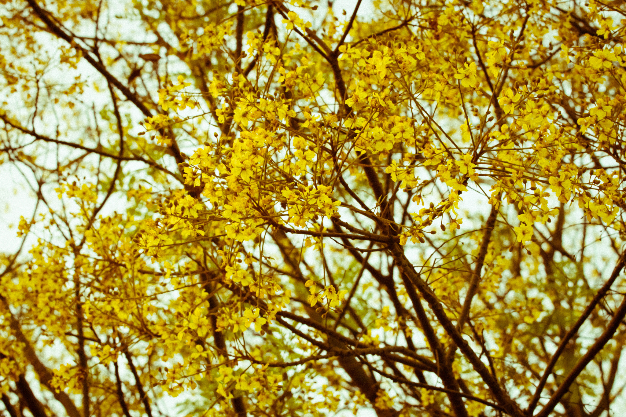 Canon EOS 760D (EOS Rebel T6s / EOS 8000D) + Canon EF 70-200mm F4L USM sample photo. Yellow flower photography