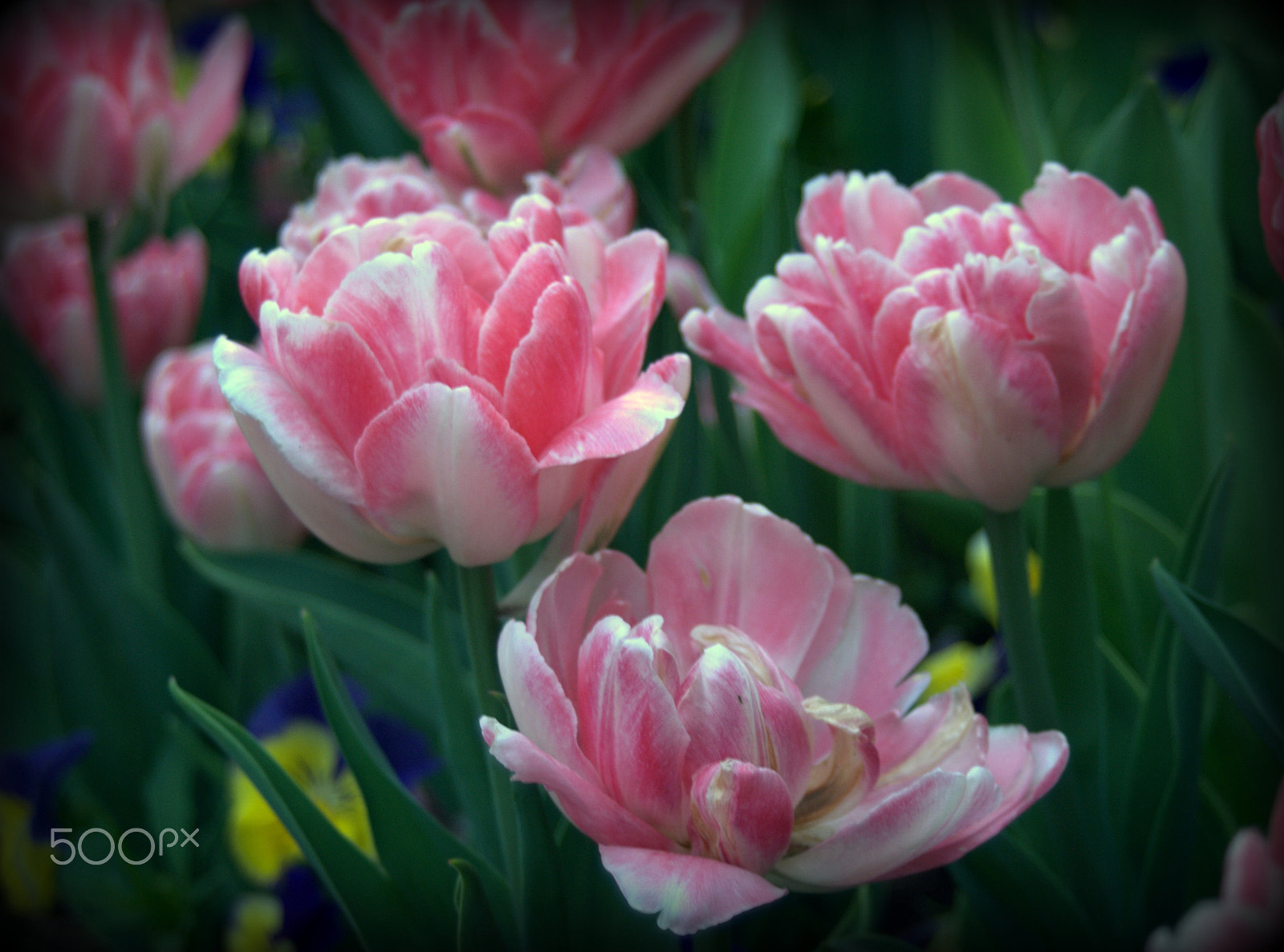 Sigma 28-90mm F3.5-5.6 Macro sample photo. Pink tulip flowers photography