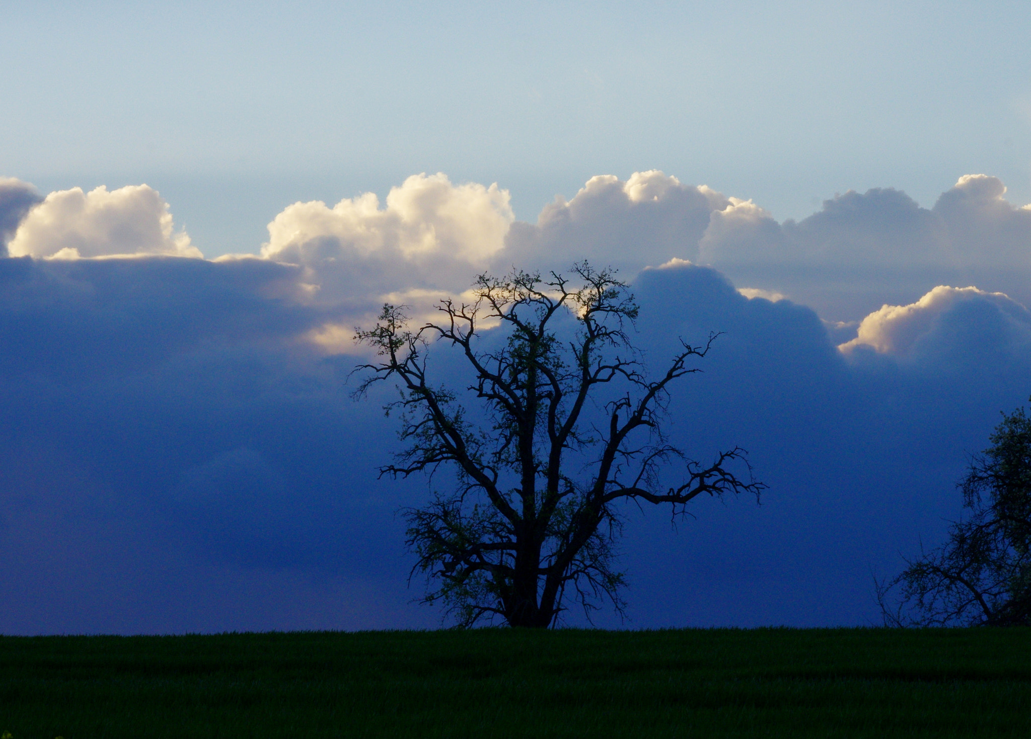 smc PENTAX-DA L 55-300mm F4-5.8 ED sample photo. Silhouette of an old tree photography