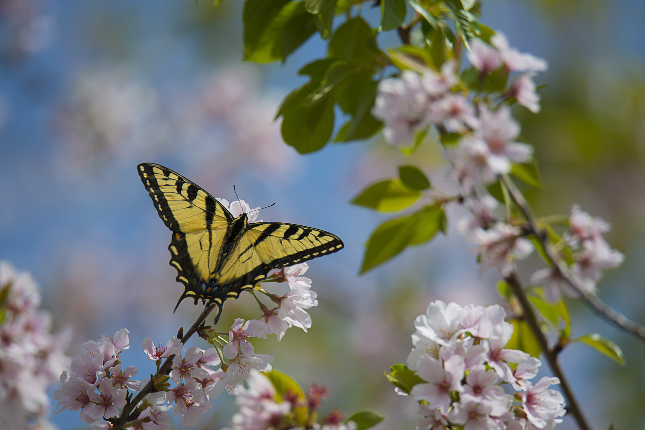 Nikon D800E sample photo. Untitled photography