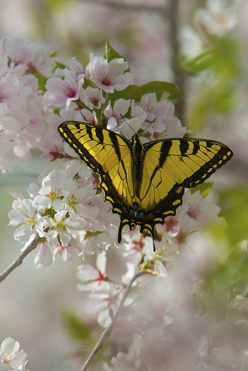 Nikon D800E sample photo. Untitled photography