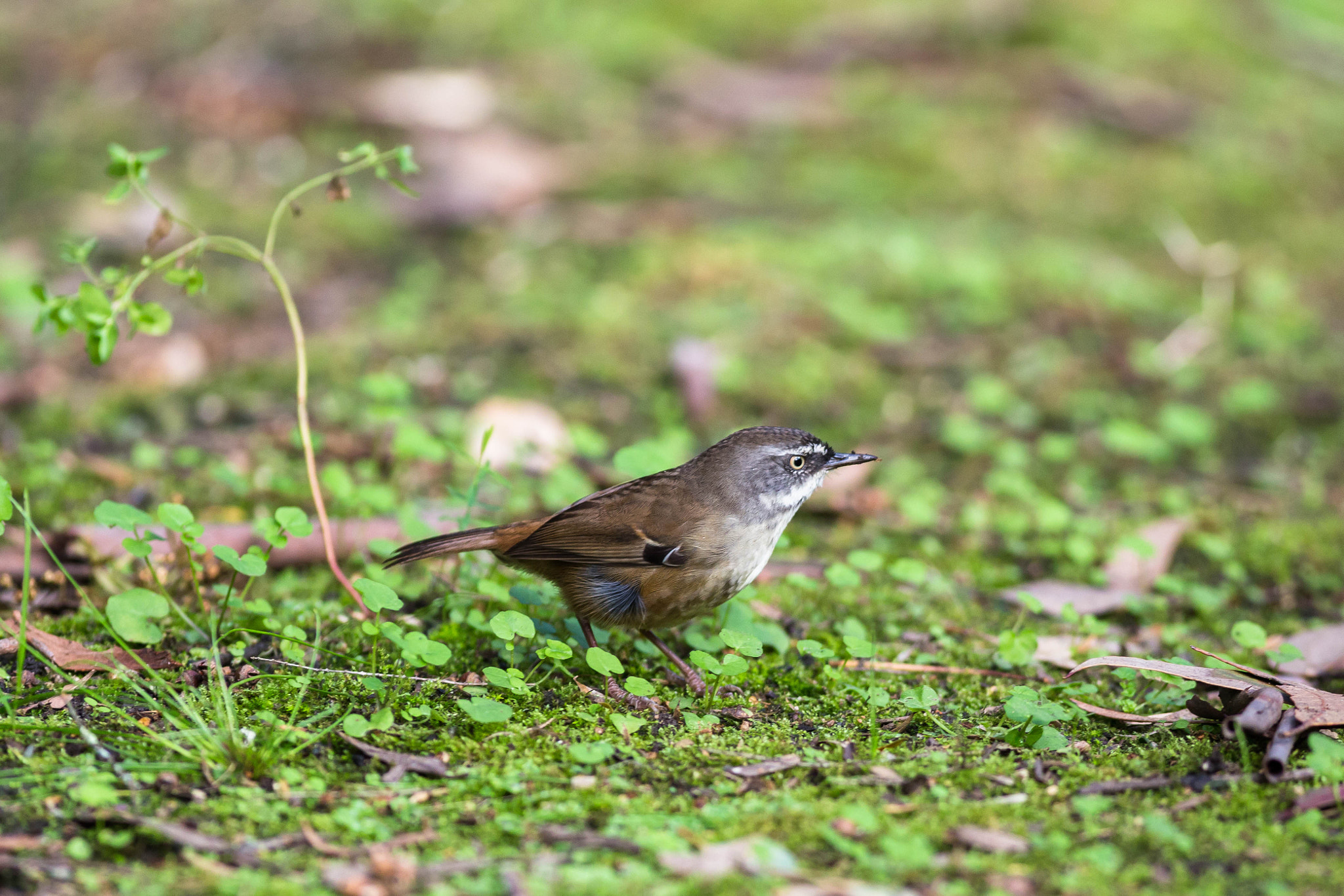 Canon EOS 6D + Canon EF 400mm F5.6L USM sample photo. White browed scrubwren photography