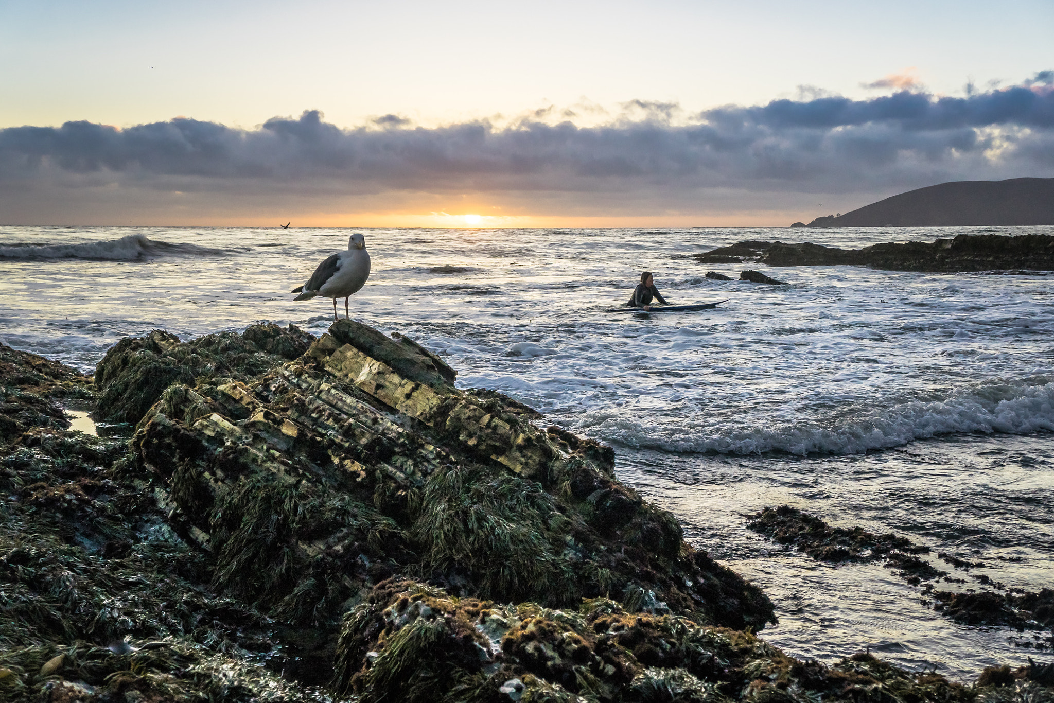 Sony a7R + Sony E 18-55mm F3.5-5.6 OSS sample photo. Ralph and the seagul photography