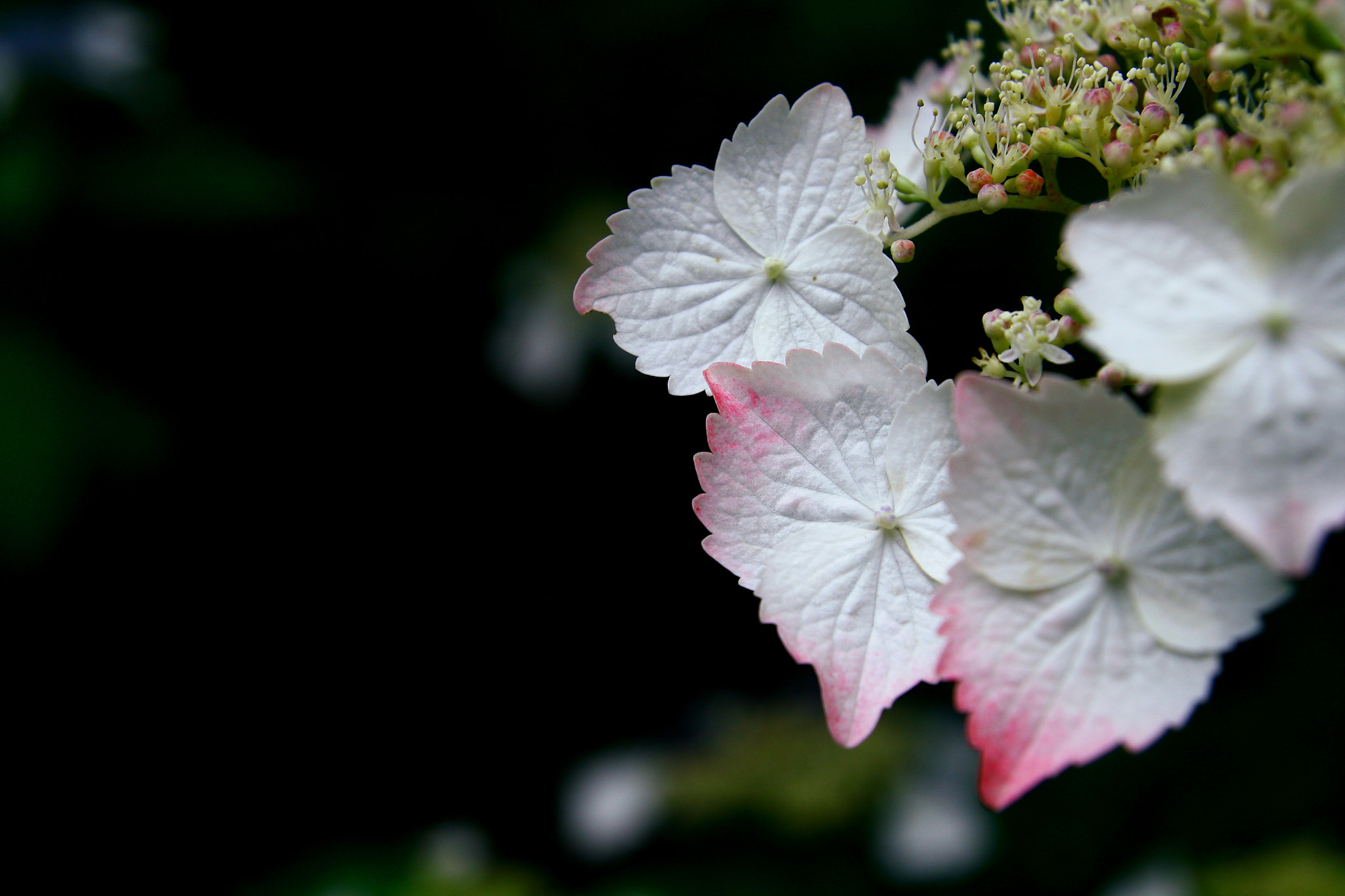 Canon EOS 400D (EOS Digital Rebel XTi / EOS Kiss Digital X) sample photo. Hydrangea macrophylla photography