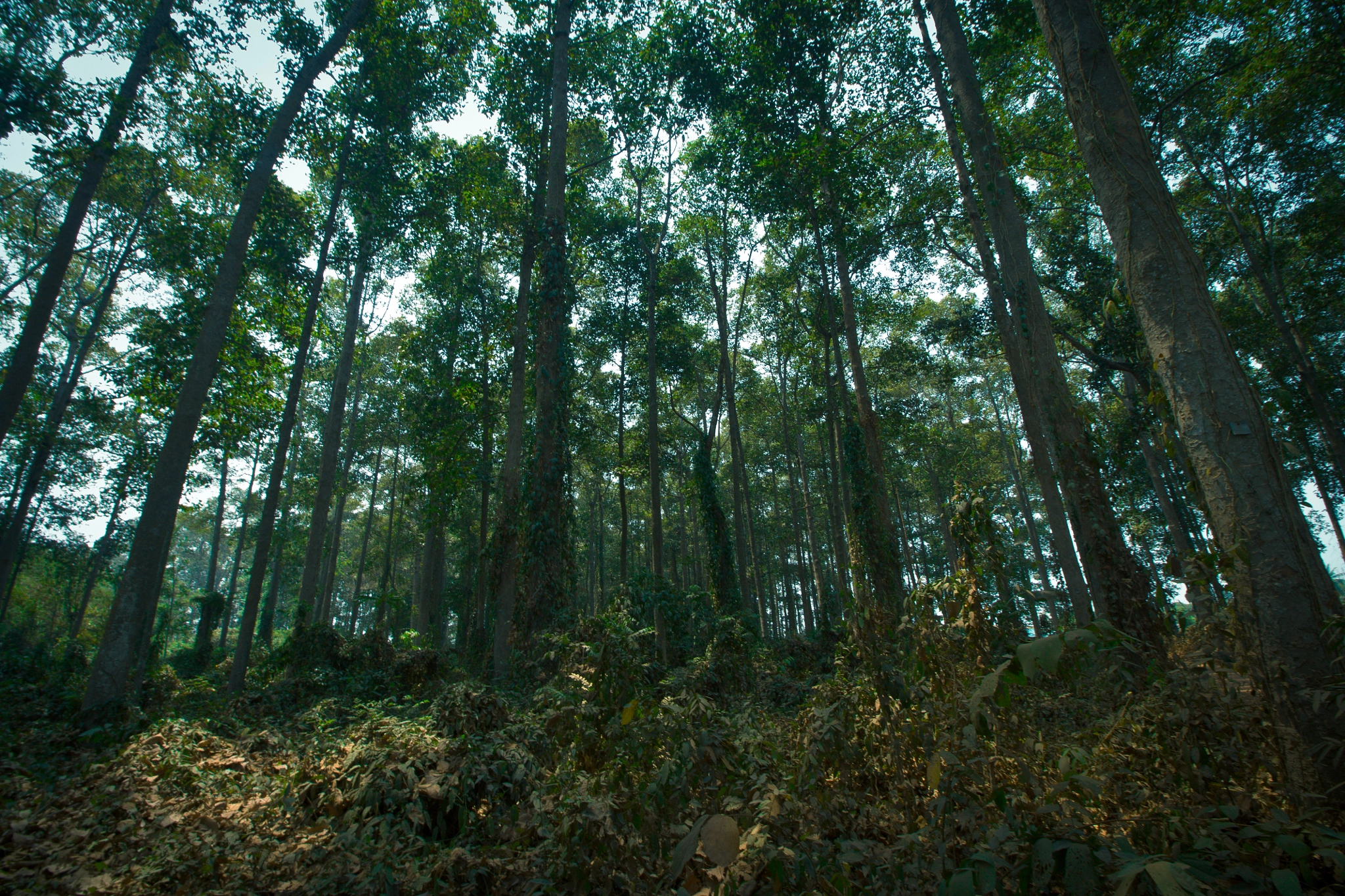 Canon EF-S 10-18mm F4.5–5.6 IS STM sample photo. Forests photography