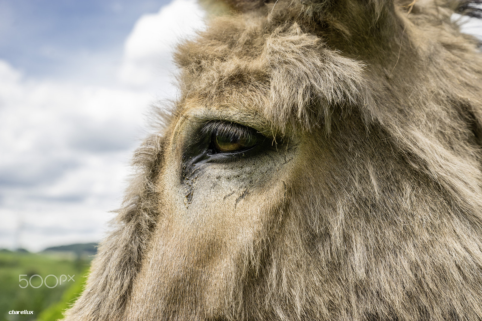 Sony a7 II + Tamron SP 24-70mm F2.8 Di VC USD sample photo. You donkey photography