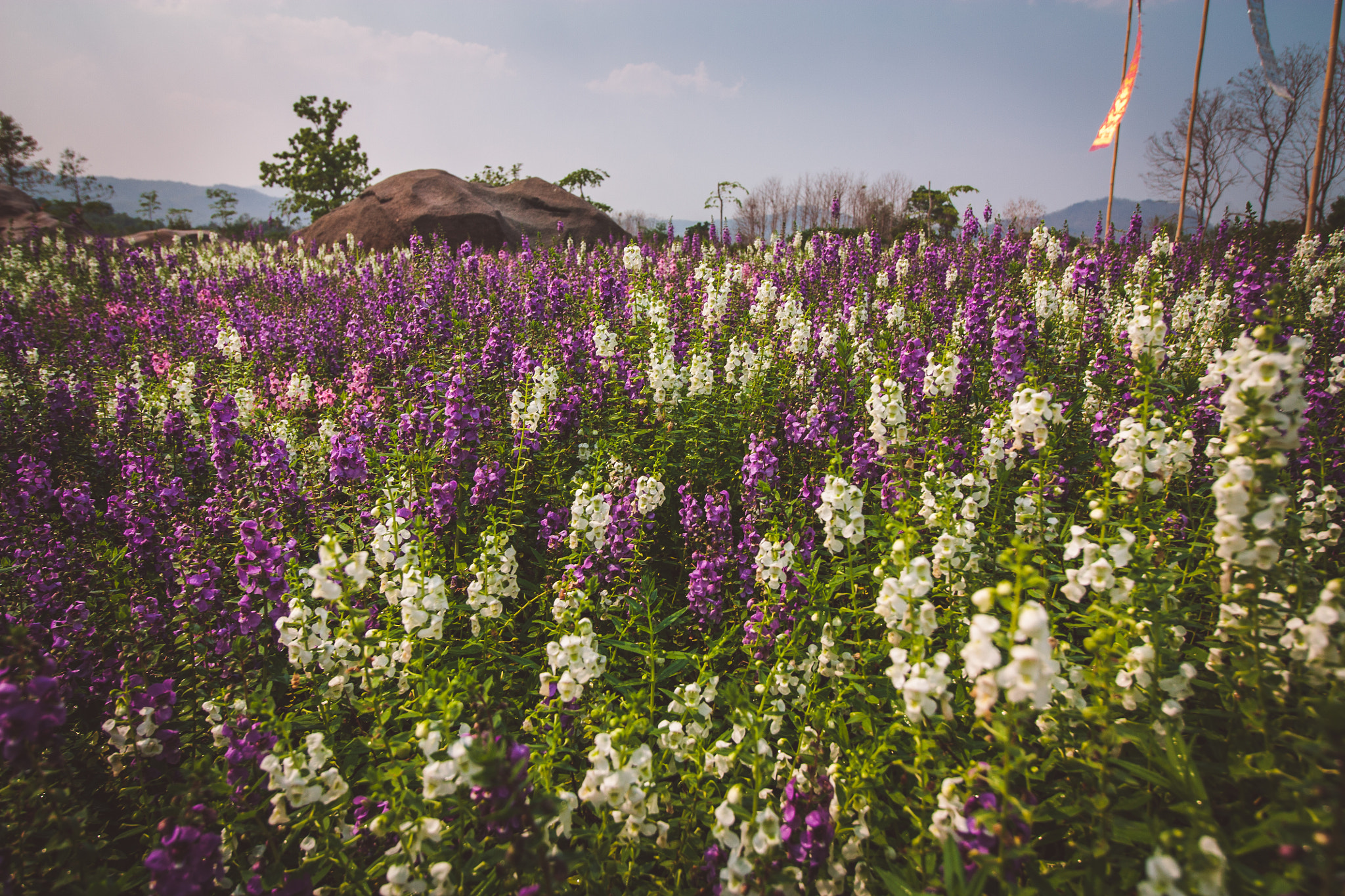 Canon EF-S 10-18mm F4.5–5.6 IS STM sample photo. Flower photography