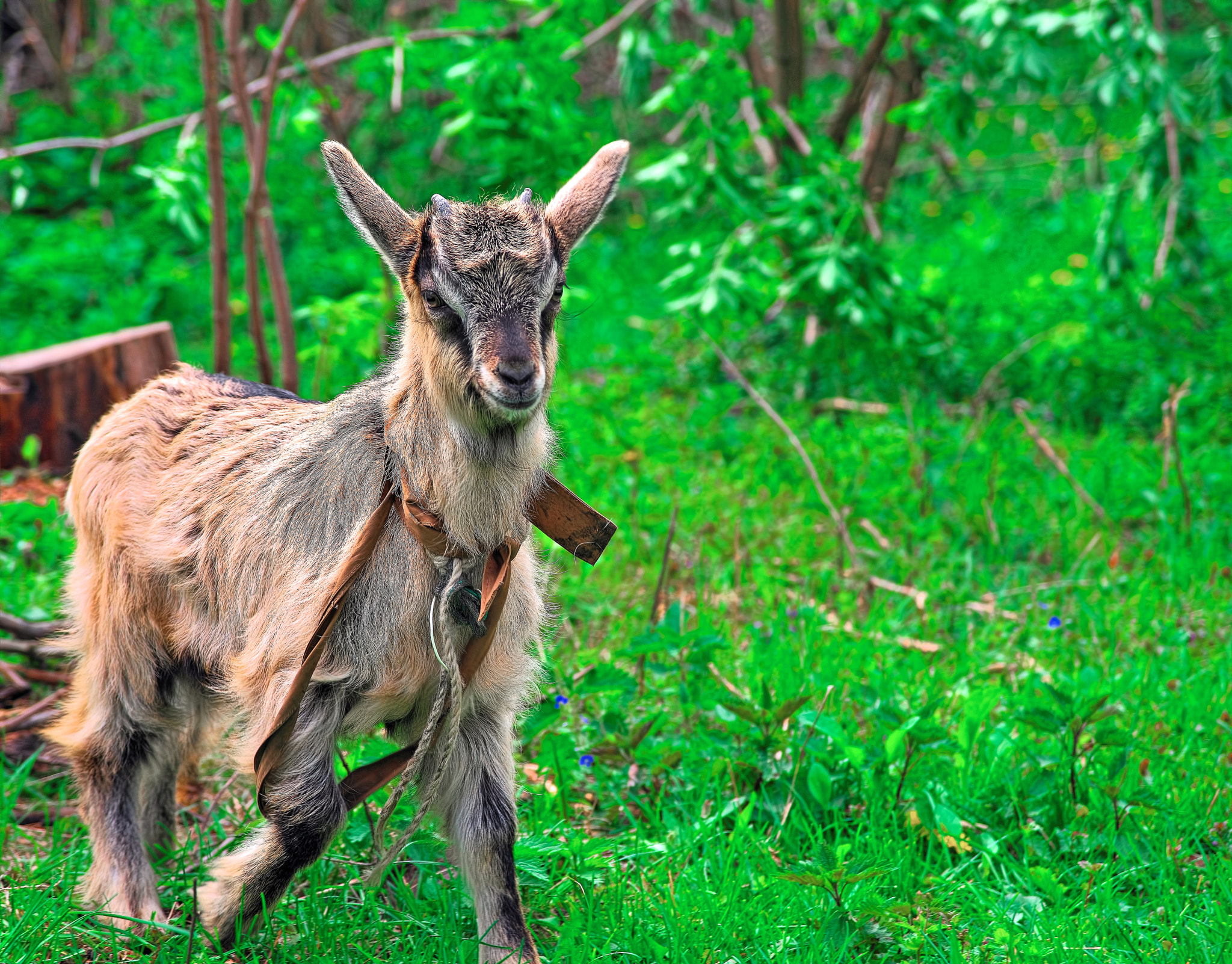 Nikon D800E sample photo. Goat photography