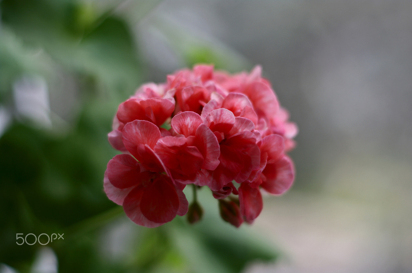 Pentax K-7 + Pentax smc DA 50mm F1.8 sample photo. Geranium flower photography