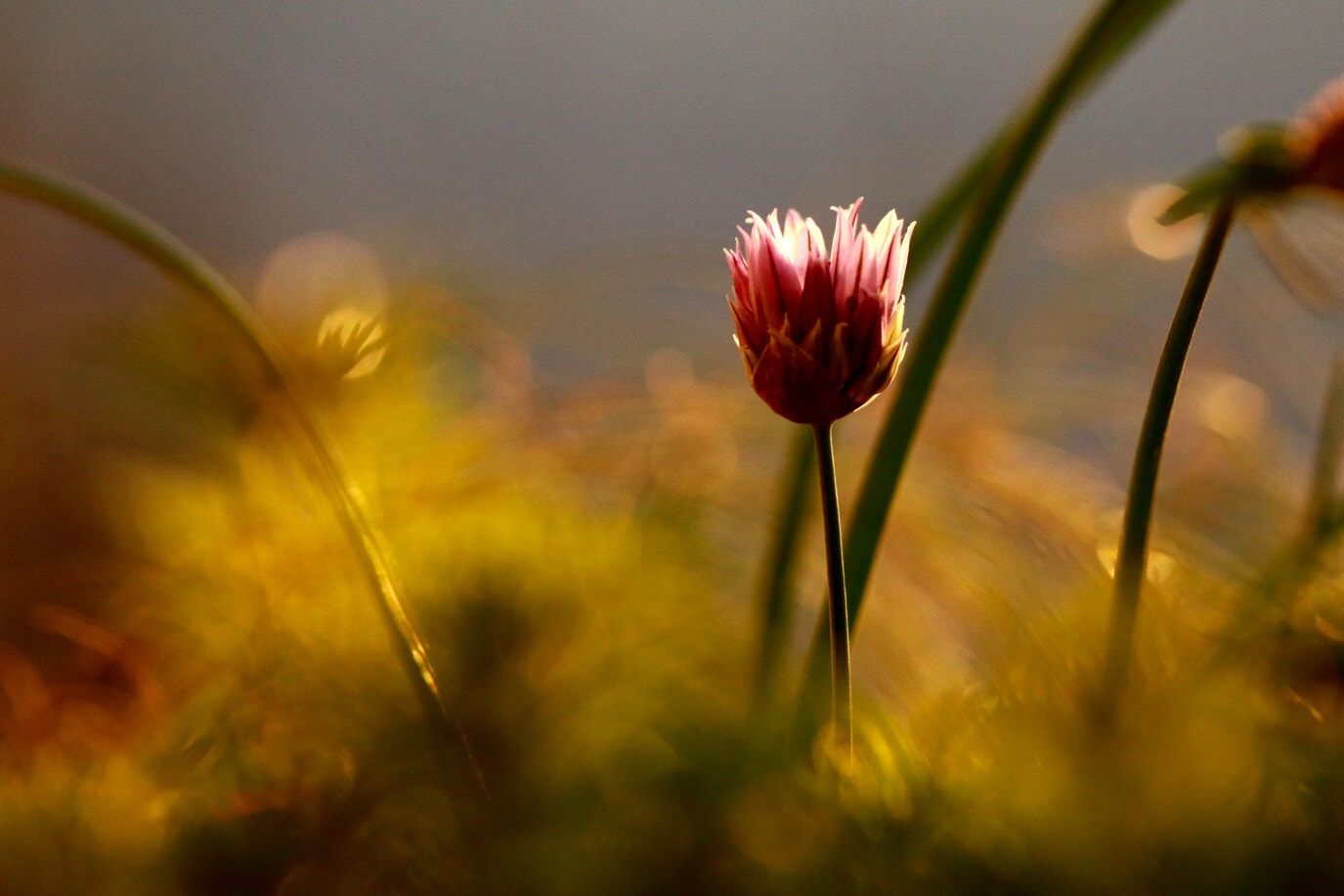 Canon EF 180mm F3.5L Macro USM sample photo. Untitled photography