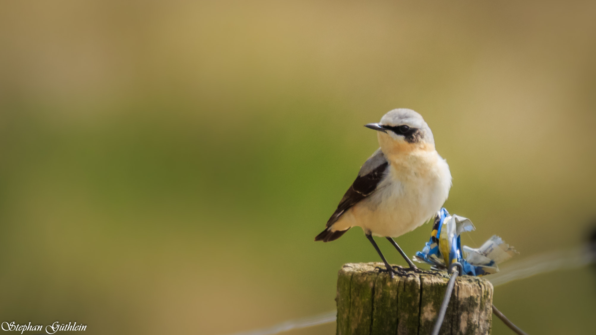 Sigma 150-600mm F5-6.3 DG OS HSM | C sample photo. Watchful photography