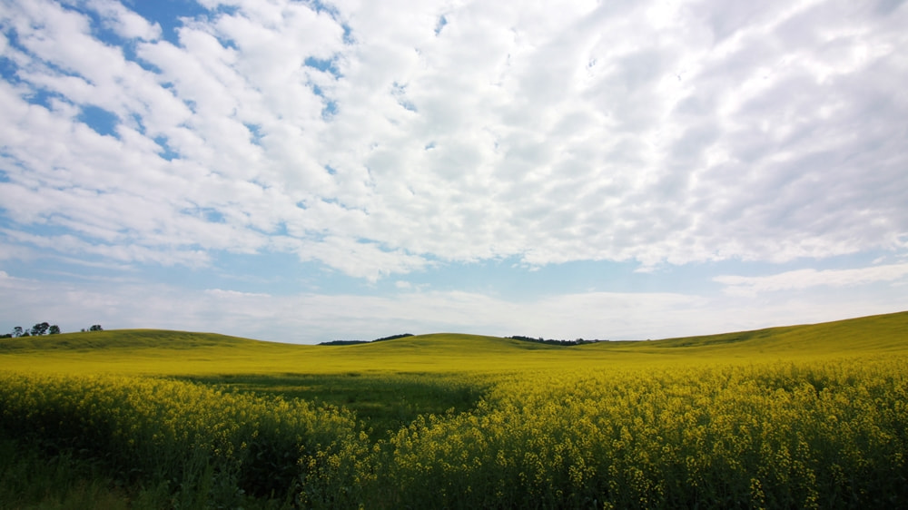 Canon EOS 50D + Canon EF-S 10-18mm F4.5–5.6 IS STM sample photo. Canola flower field photography
