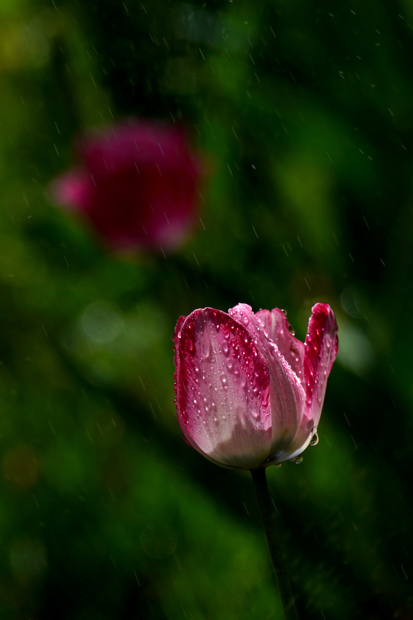 Sony 70-400mm F4-5.6 G SSM II sample photo. 【原摄】郁金香印象~沐浴 photography