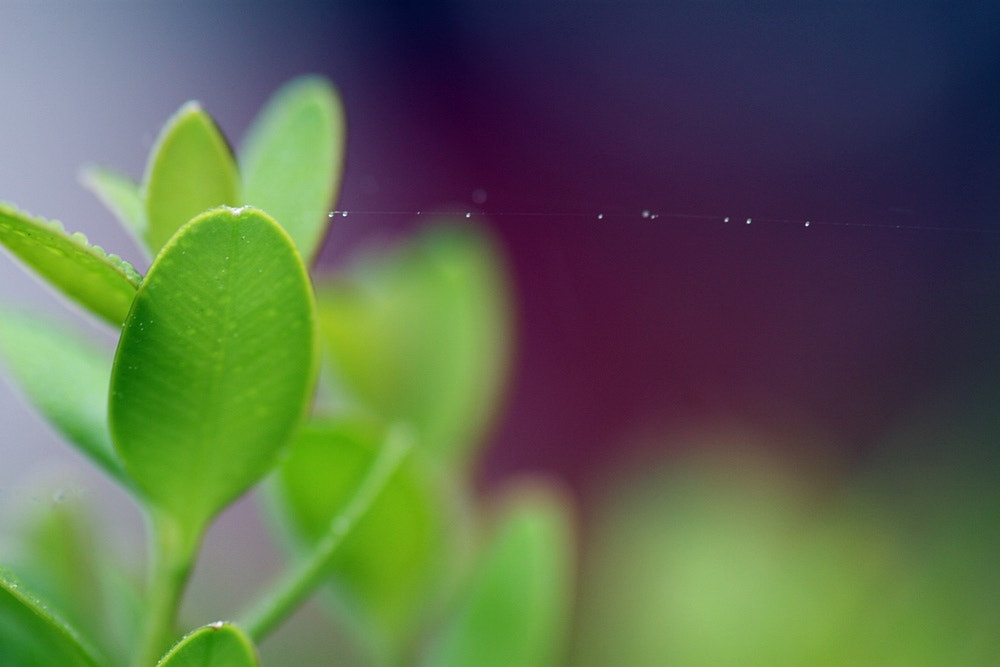 Tamron SP AF 90mm F2.8 Di Macro sample photo. Spider web photography