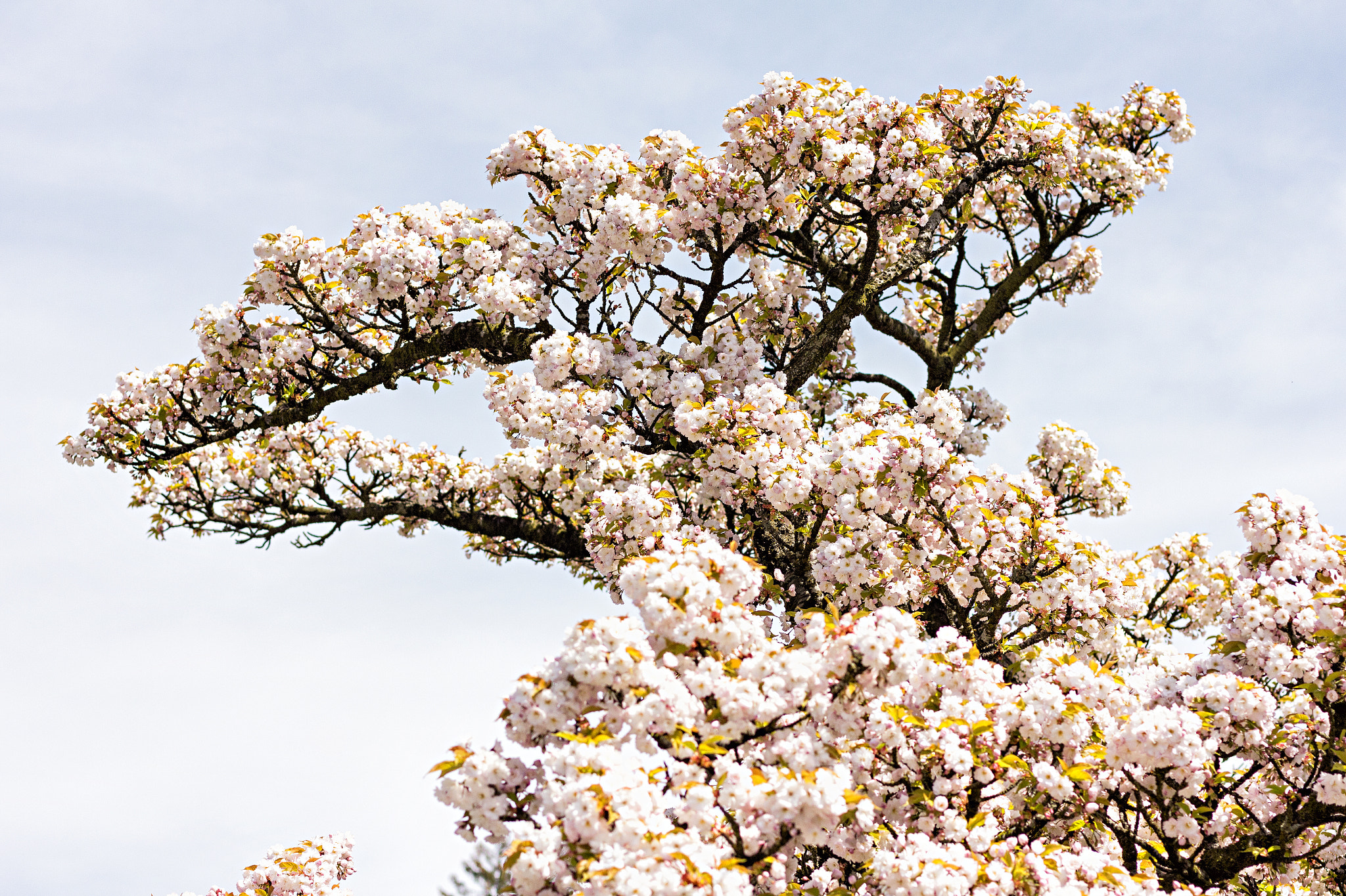 Canon EOS 60D + Canon EF 50mm F2.5 Macro sample photo. The old flower tree 2 photography