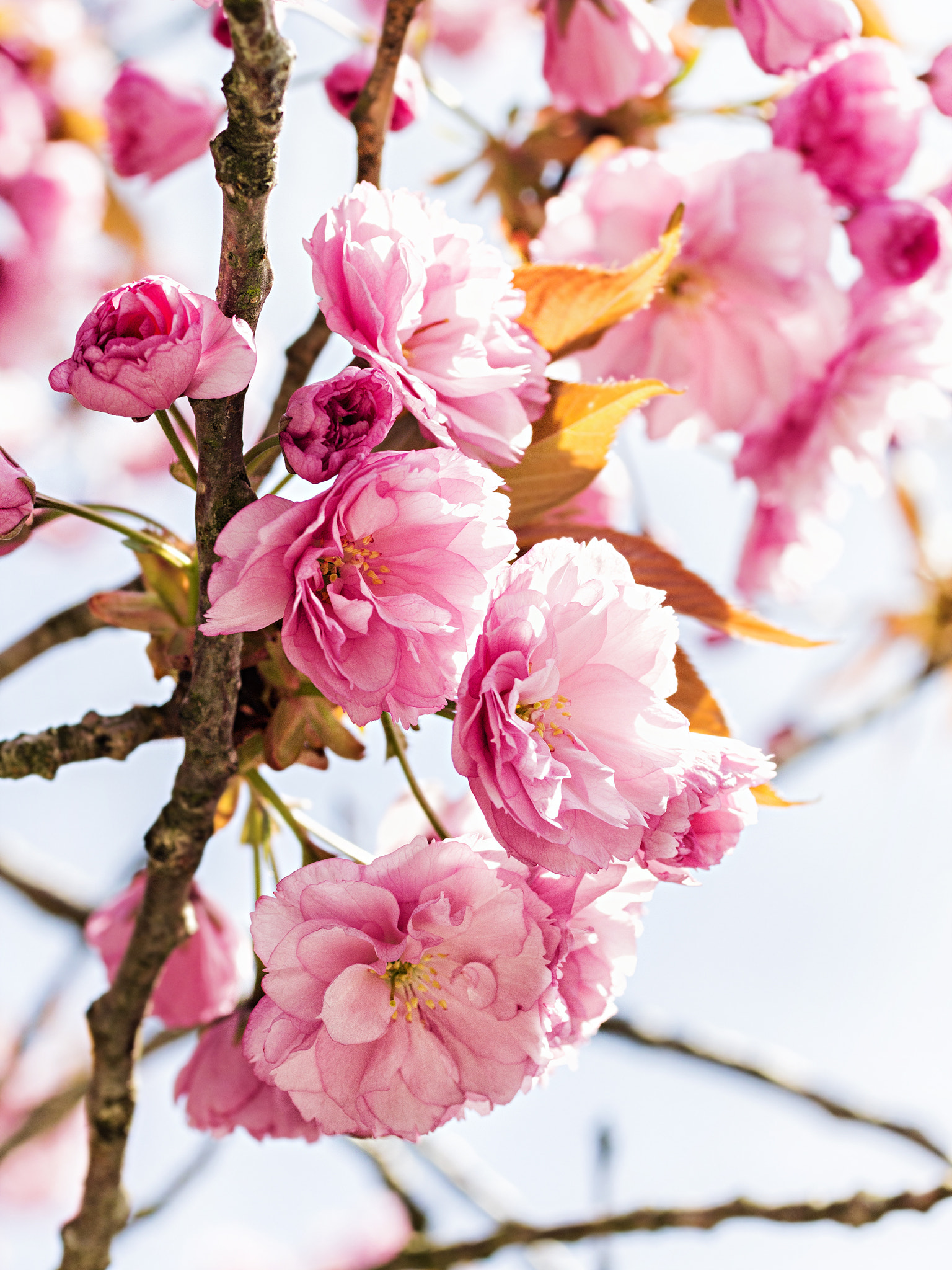 Canon EOS 60D + Canon EF 50mm F2.5 Macro sample photo. The power of pink photography
