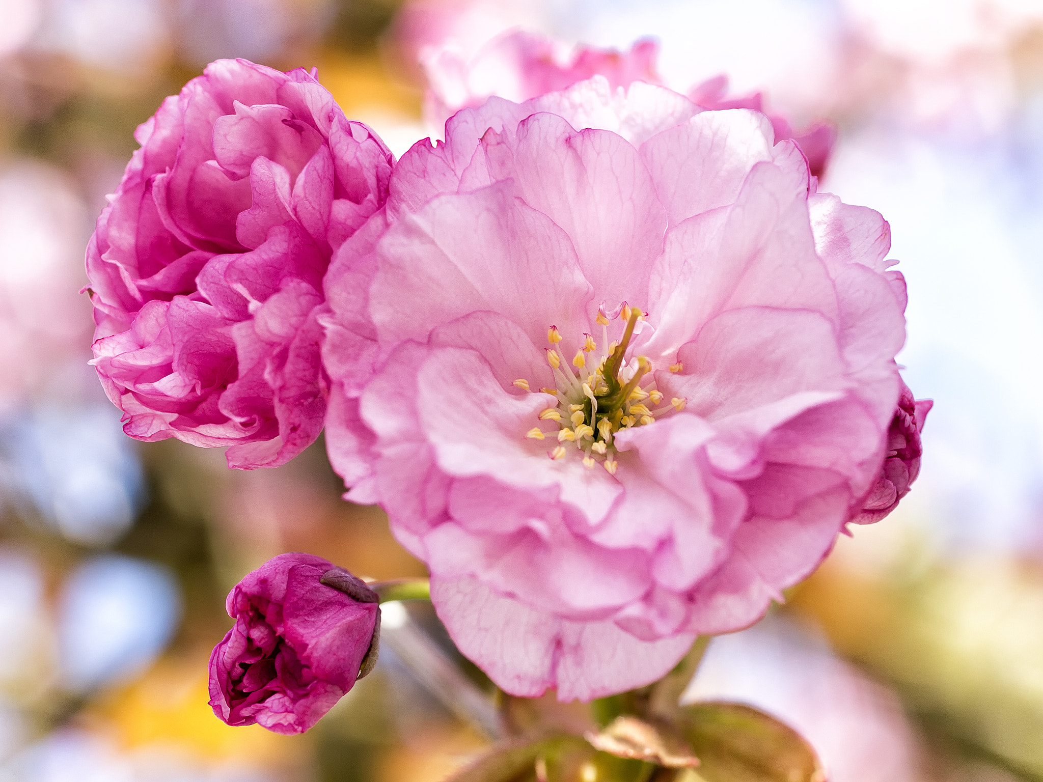 Canon EOS 60D + Canon EF 50mm F2.5 Macro sample photo. Pink blossom photography
